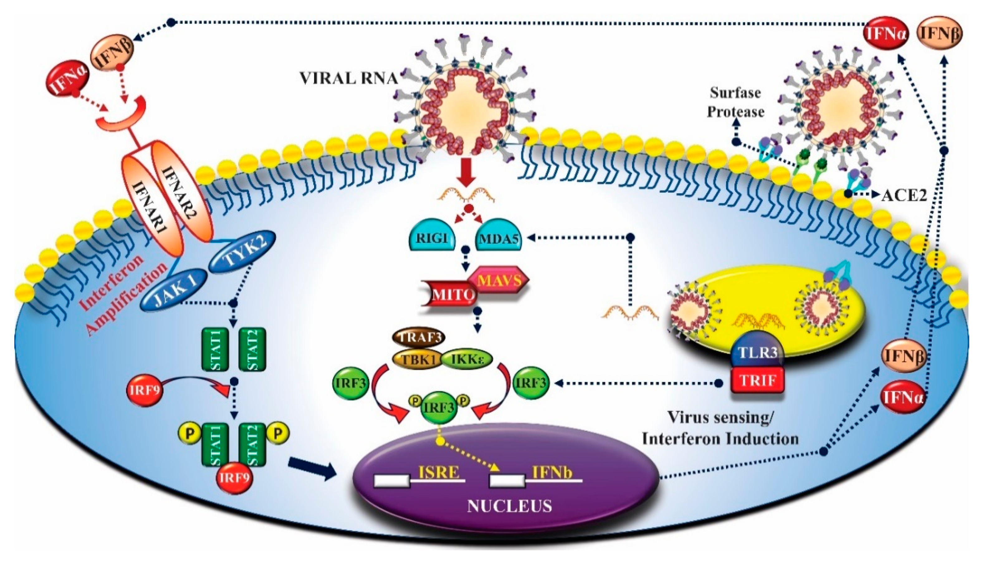 Molecules 25 04086 g004