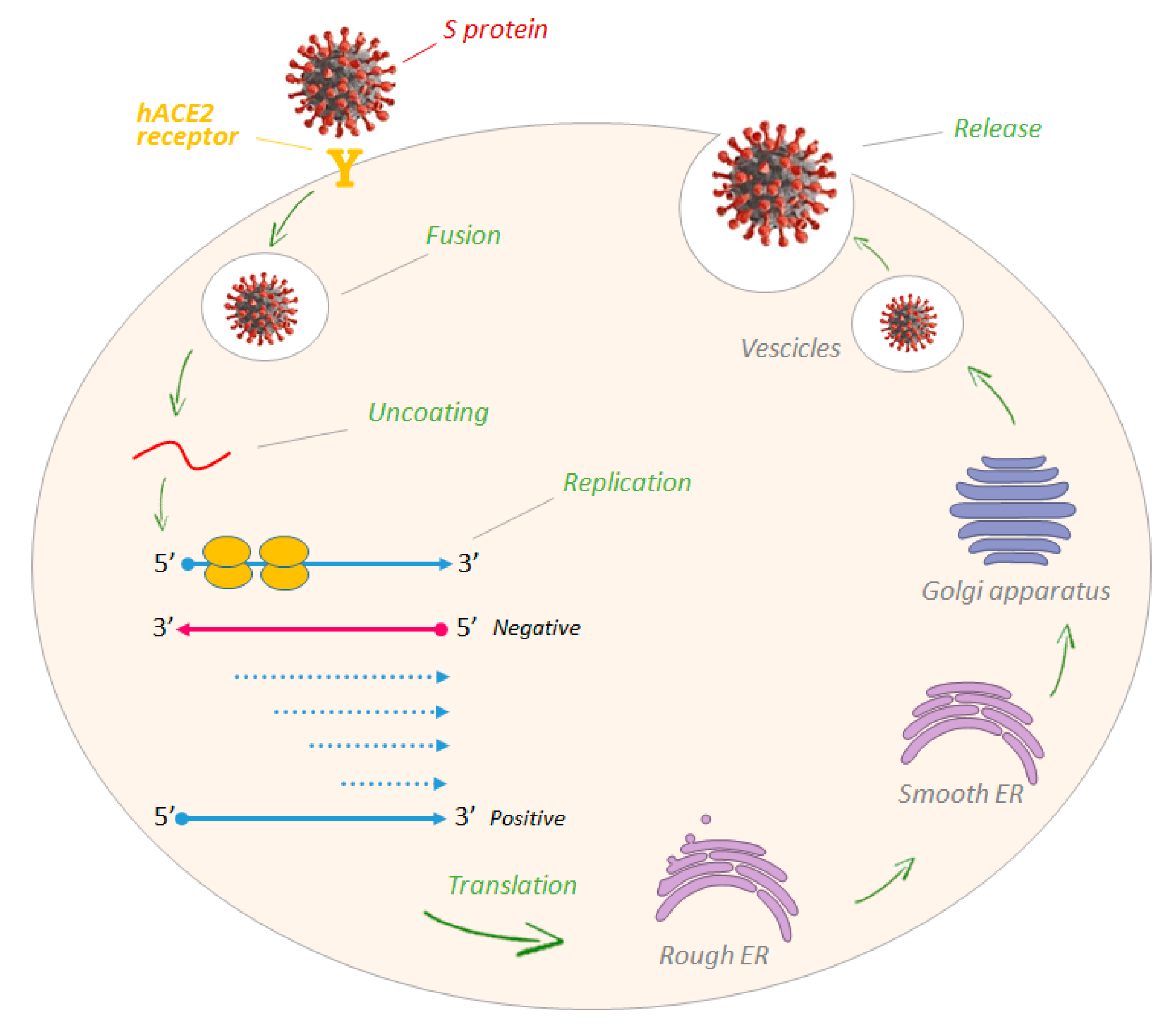 Molecules 25 04103 g004 Molecules 25 04103 g004