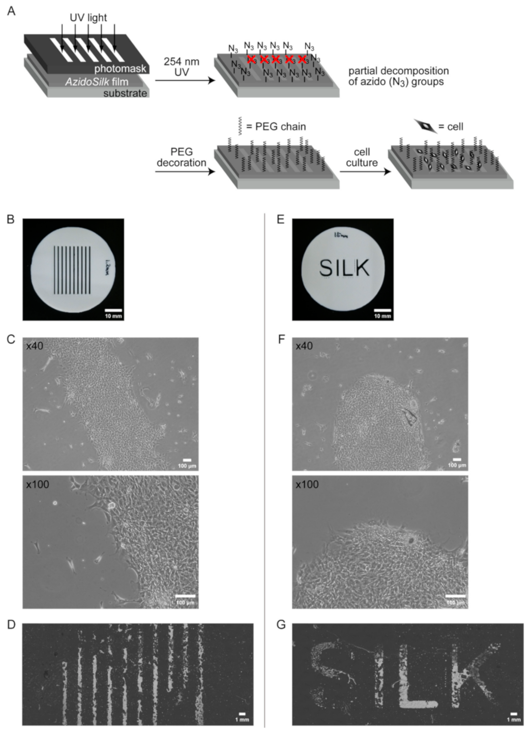 Molecules 25 04106 g005 Molecules 25 04106 g005