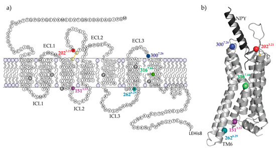 Molecules Free Full Text Probing The Y2 Receptor On Transmembrane Intra And Extra Cellular Sites For Epr Measurements Html Molecules Free Full Text Probing The Y2 Receptor On Transmembrane Intra And Extra Cellular Sites For Epr Measurements Html