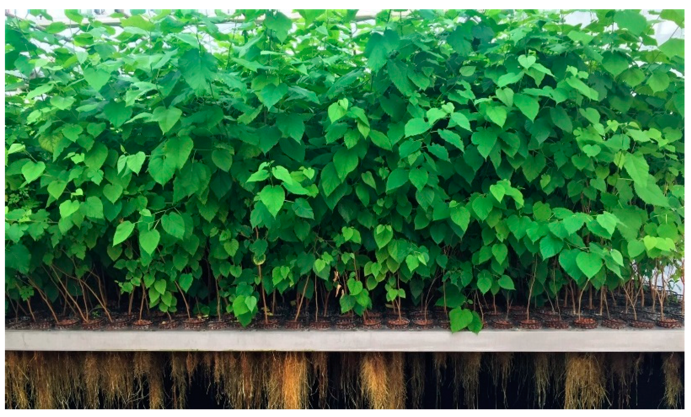 Molecules 25 04162 g001 Molecules 25 04162 g001