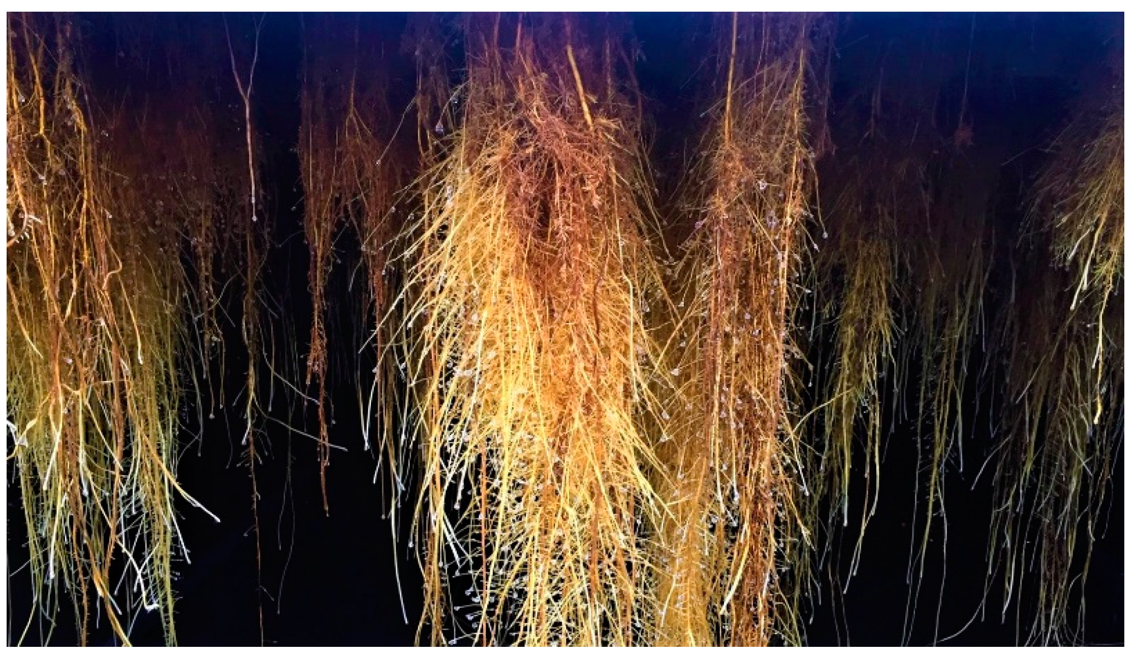 Molecules 25 04162 g002 Molecules 25 04162 g002