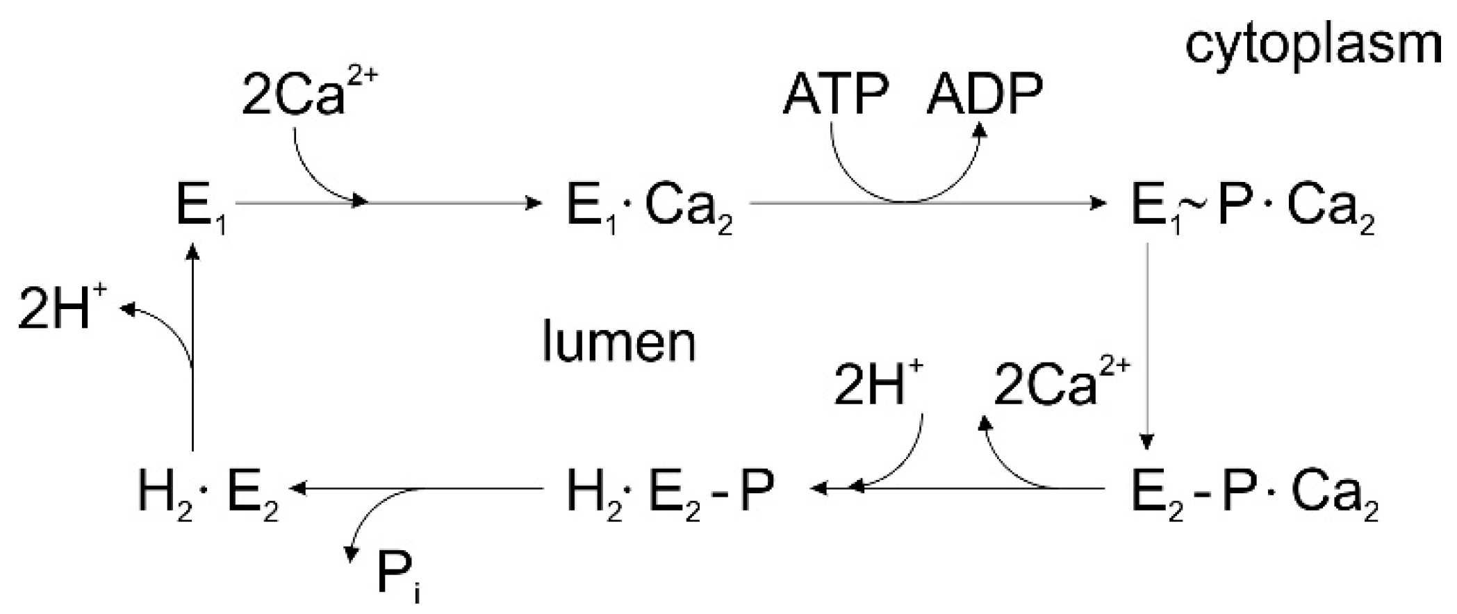 Molecules 25 04167 g001