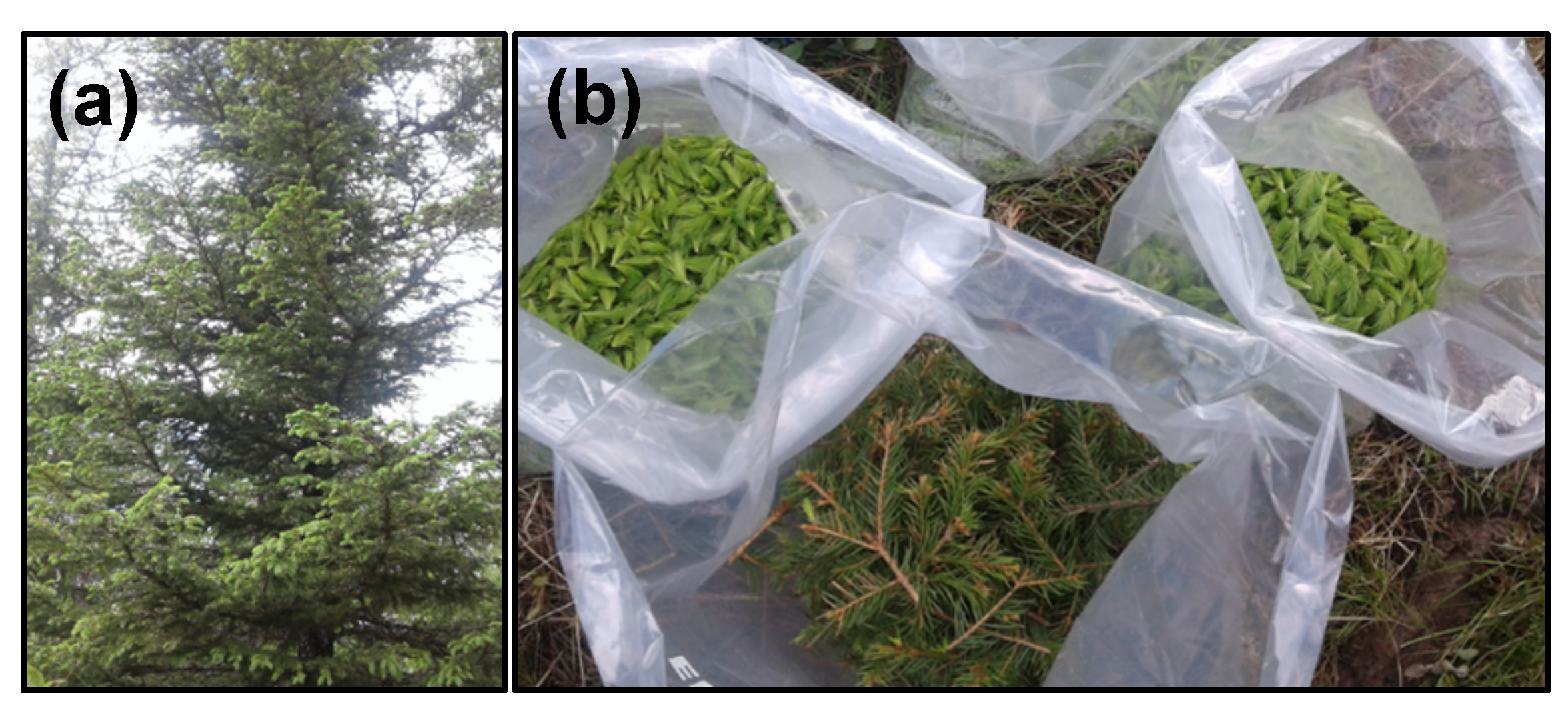 Molecules Free Full Text Sprouts And Needles Of Norway Spruce Picea Abies L Karst As Nordic Specialty Consumer Acceptance Stability Of Nutrients And Bioactivities During Storage Html