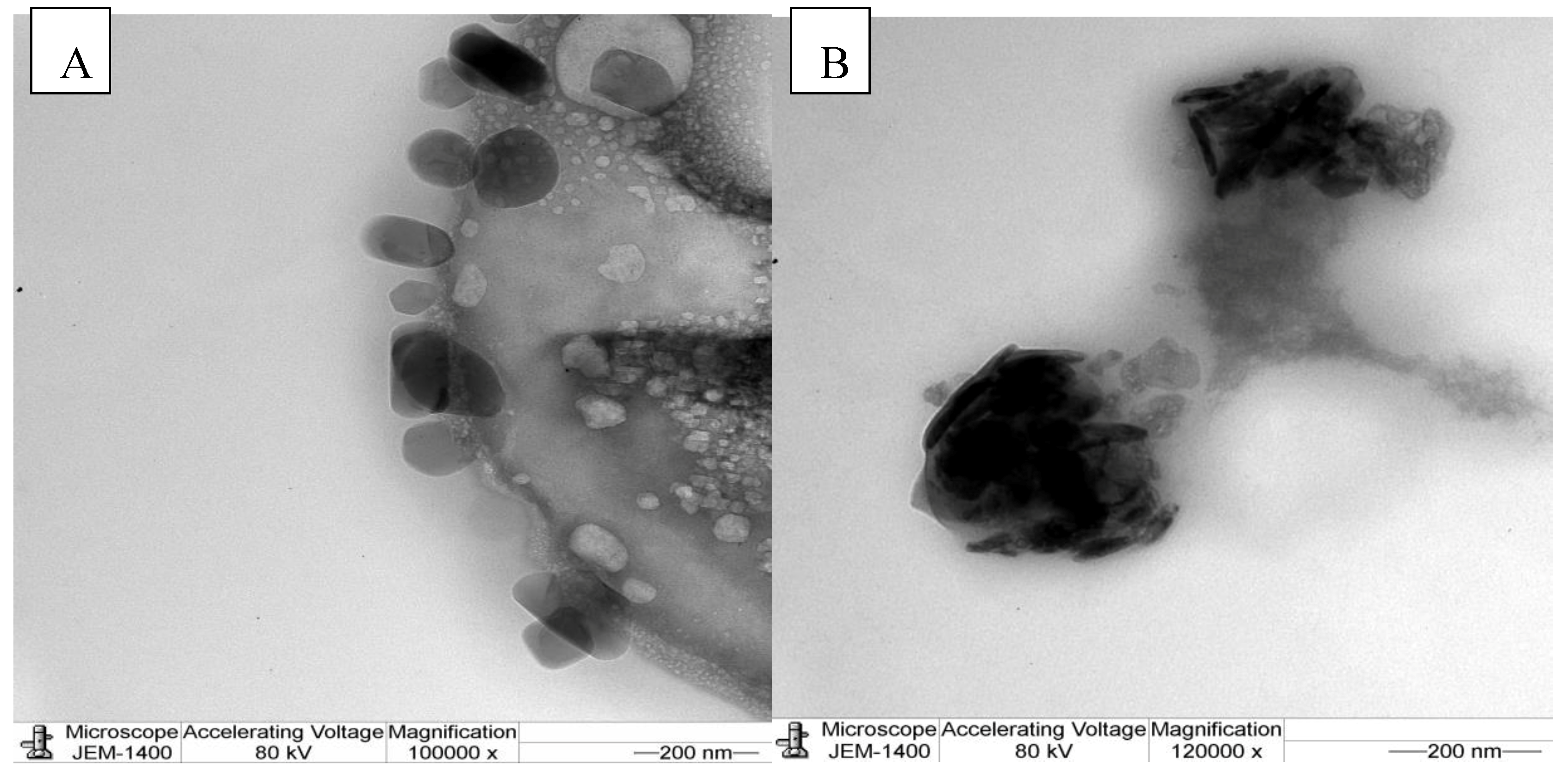 Molecules 25 04198 g004