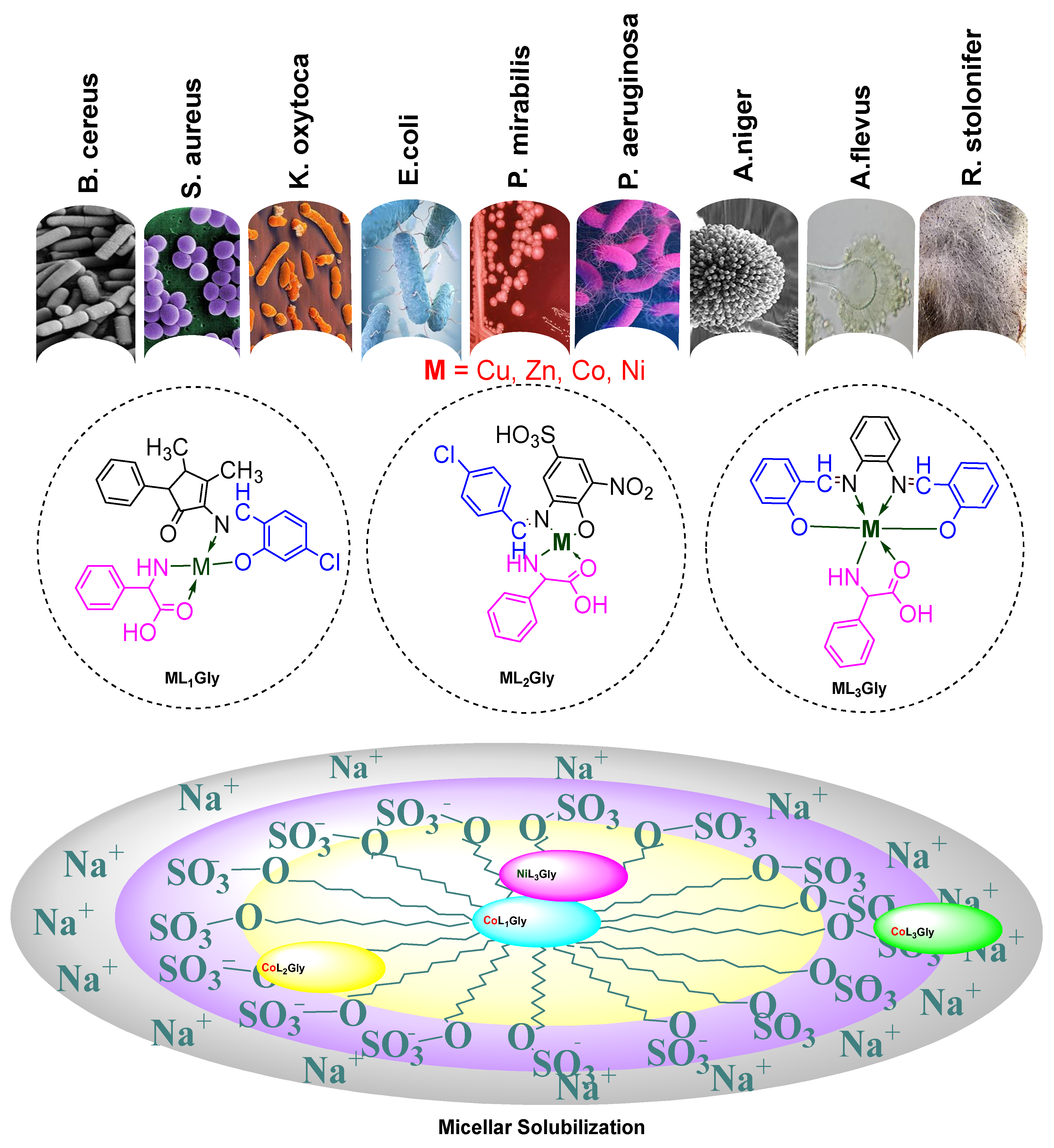 Molecules Free Full Text New Heteroleptic 3d Metal Plexes Synthesis Antimicrobial And Solubilization Parameters Html Molecules Free Full Text New Heteroleptic 3d Metal Plexes Synthesis Antimicrobial And Solubilization Parameters Html