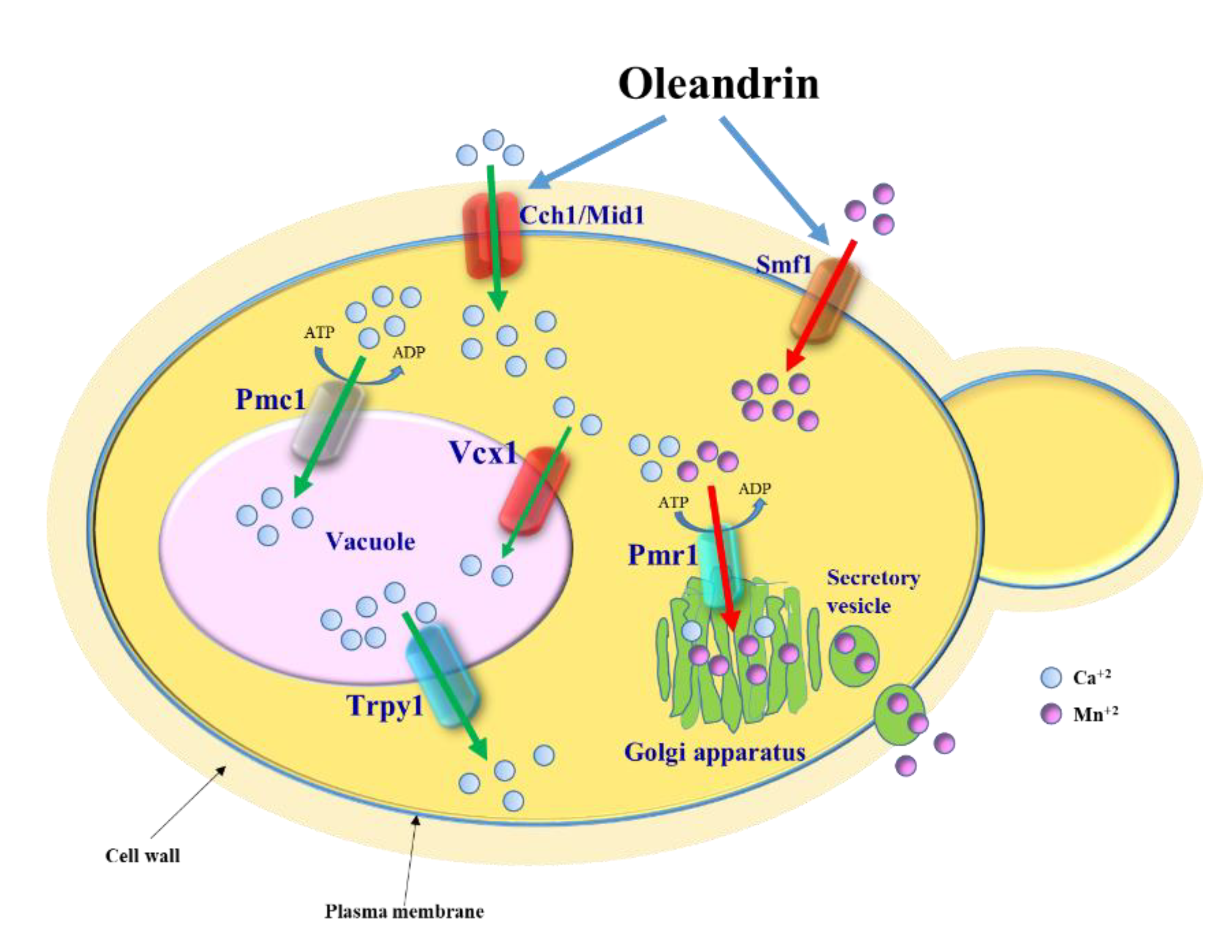 Molecules 25 04259 g005