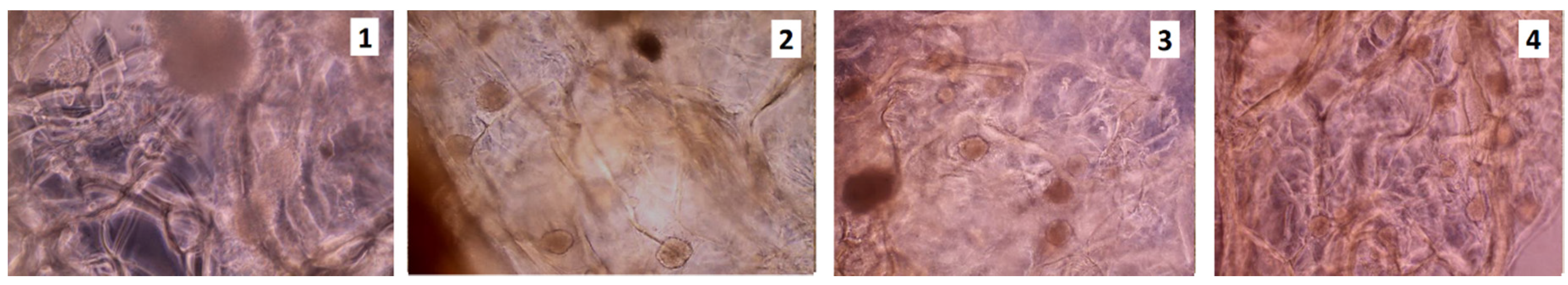 Molecules 25 04280 g009 Molecules 25 04280 g009