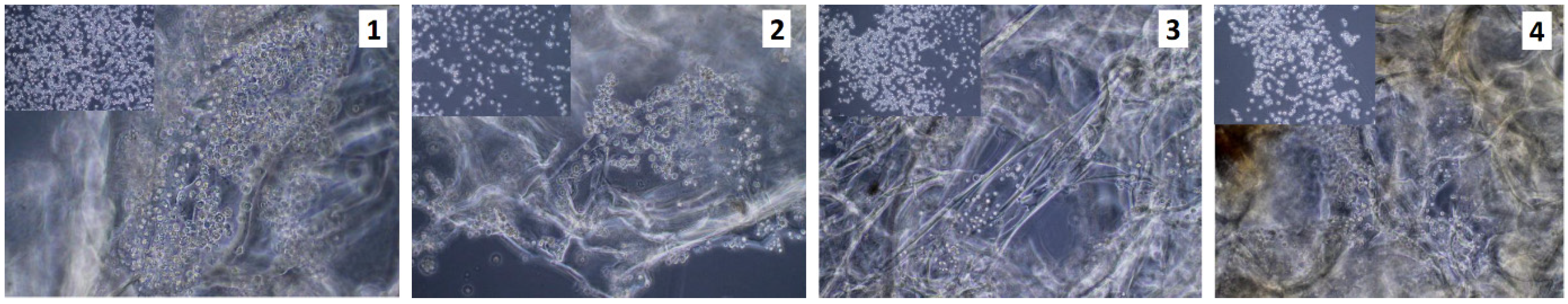 Molecules 25 04280 g011 Molecules 25 04280 g011