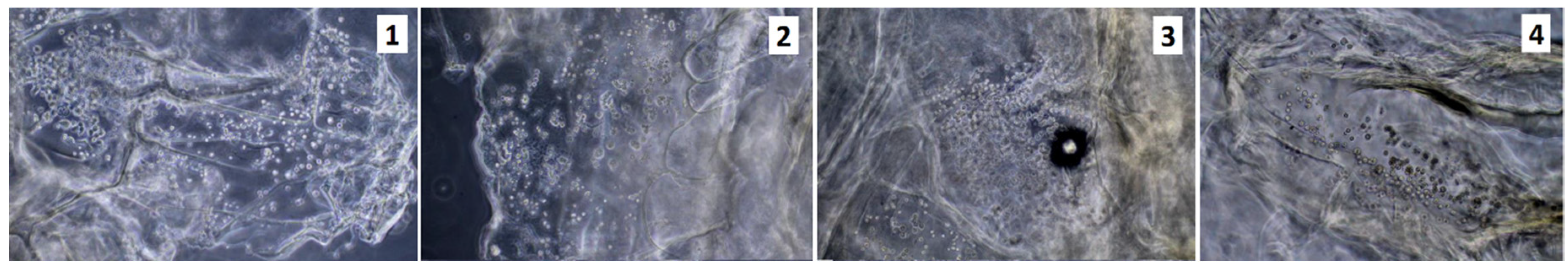 Molecules 25 04280 g012 Molecules 25 04280 g012
