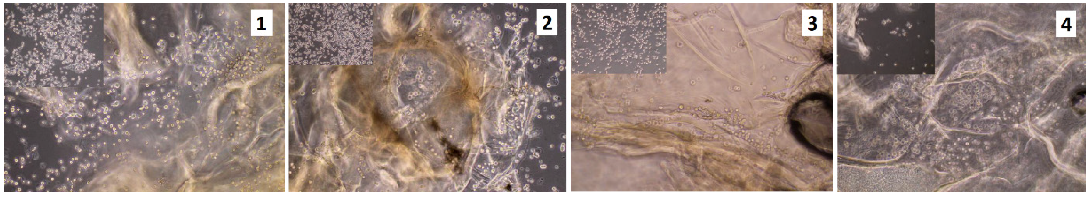 Molecules 25 04280 g013 Molecules 25 04280 g013