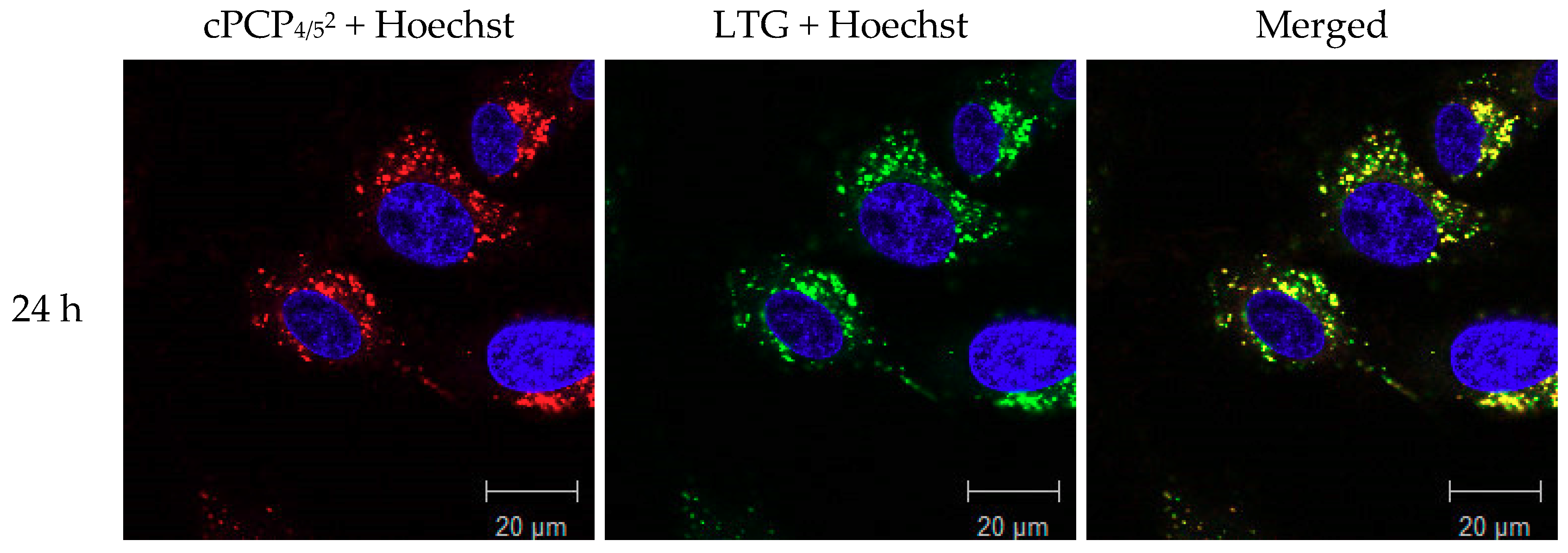 Molecules 25 04285 g005a Molecules 25 04285 g005a