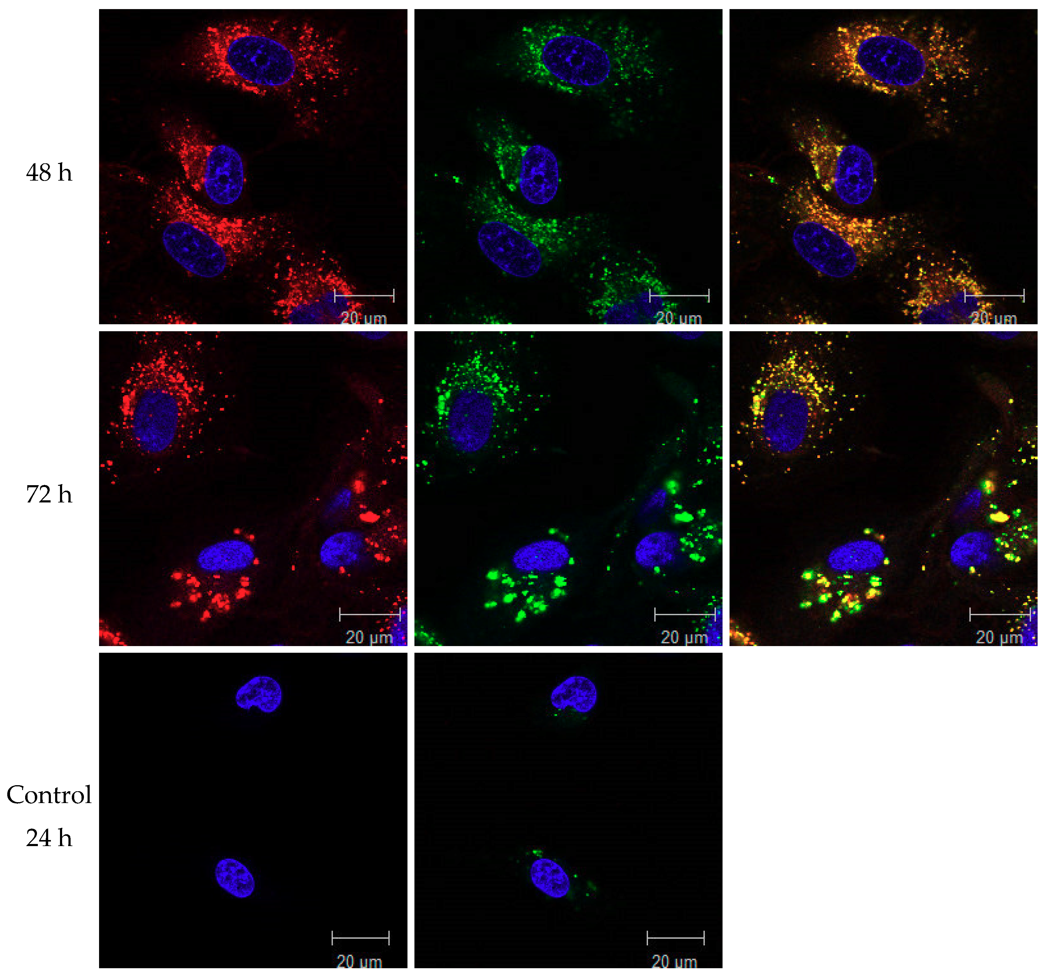 Molecules 25 04285 g005b Molecules 25 04285 g005b