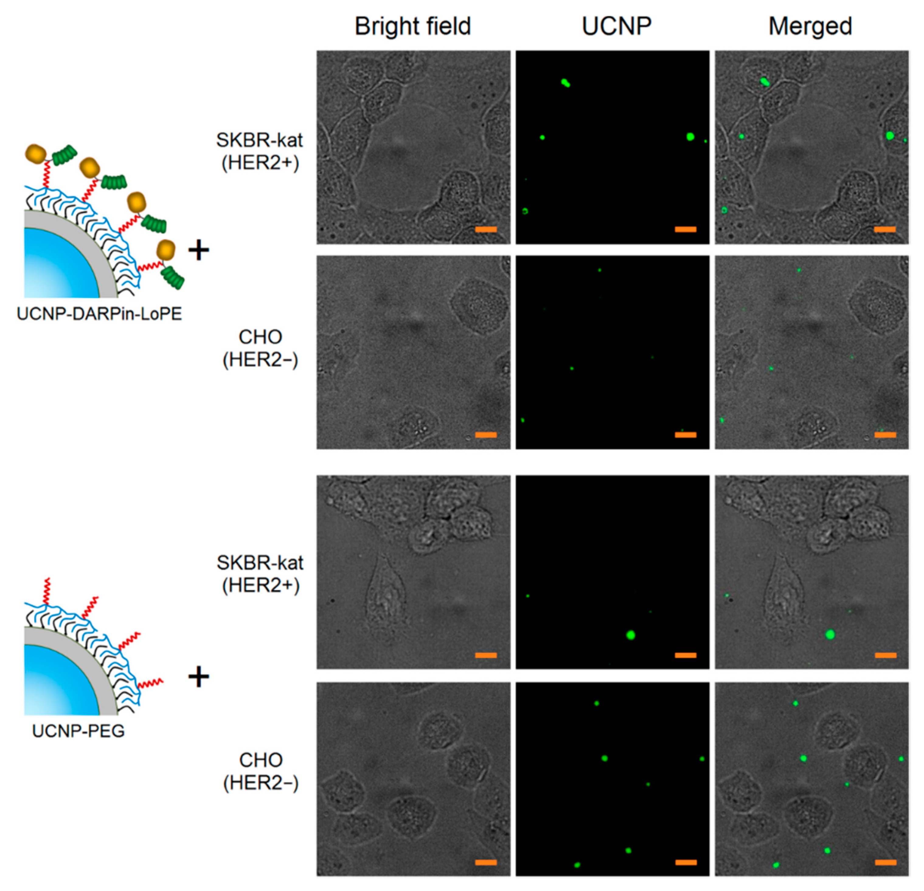 Molecules 25 04302 g002 Molecules 25 04302 g002