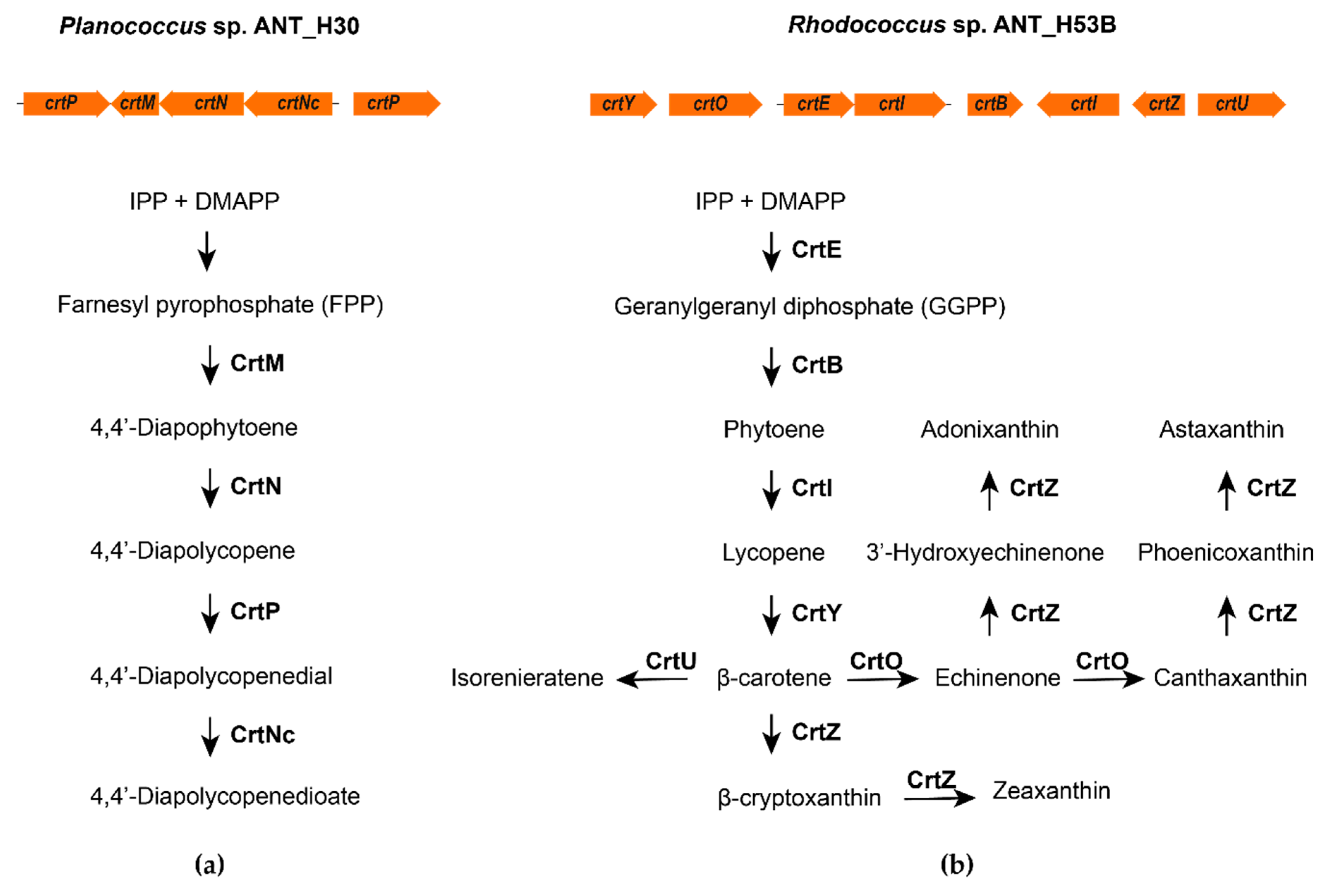 Molecules 25 04357 g002 Molecules 25 04357 g002