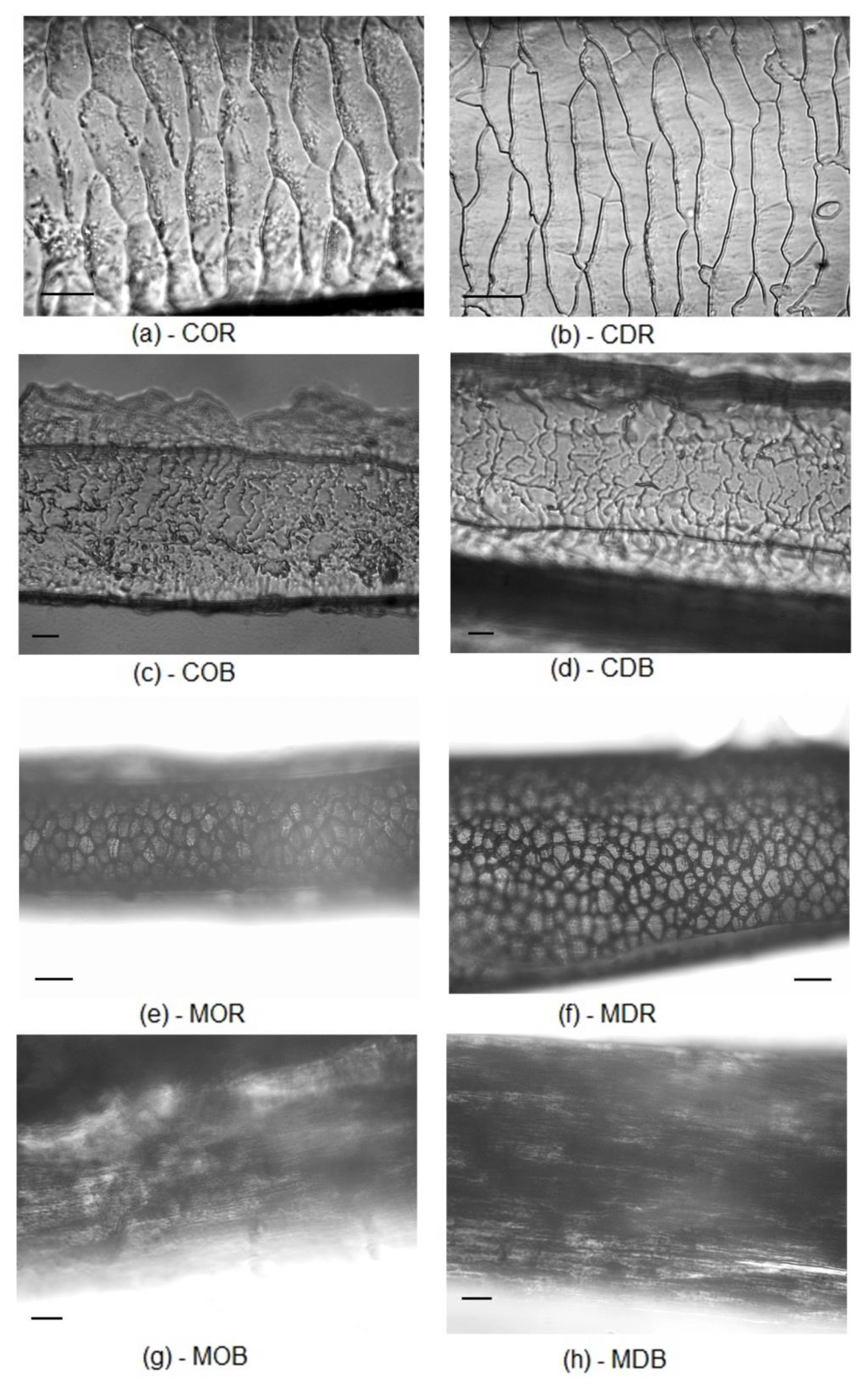 Molecules 25 04404 g005 Molecules 25 04404 g005