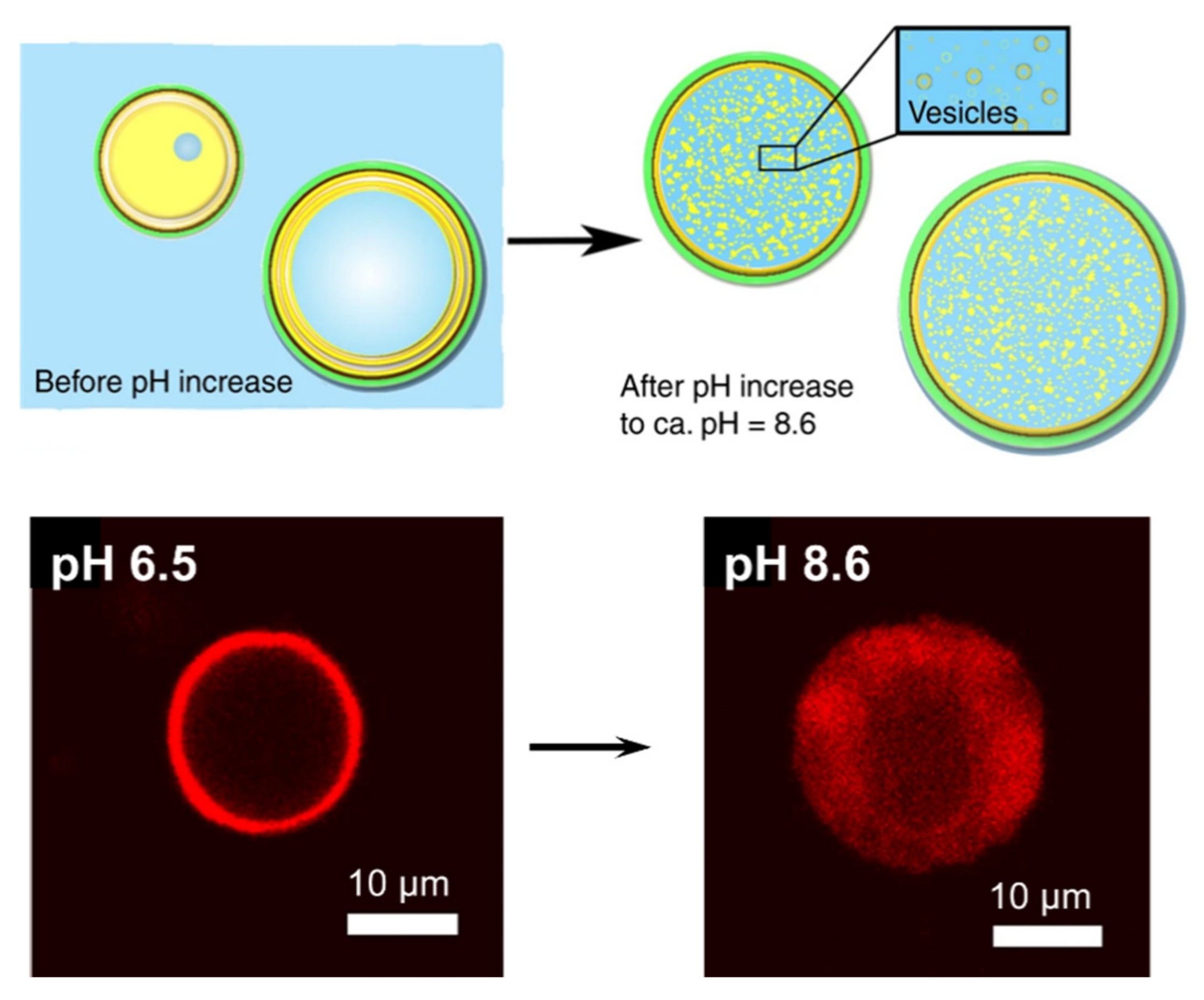 Molecules 25 04420 g004