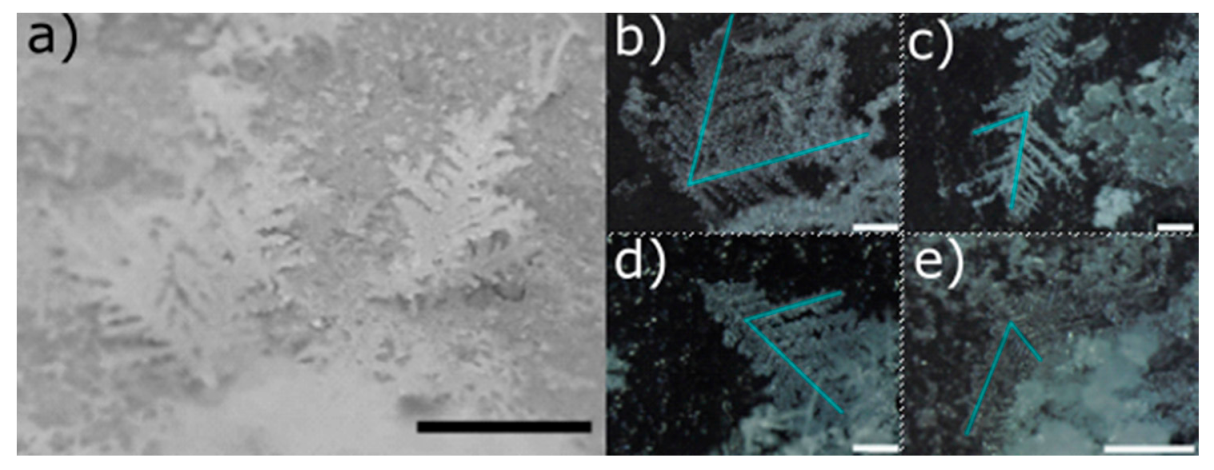 Molecules 25 04458 g001