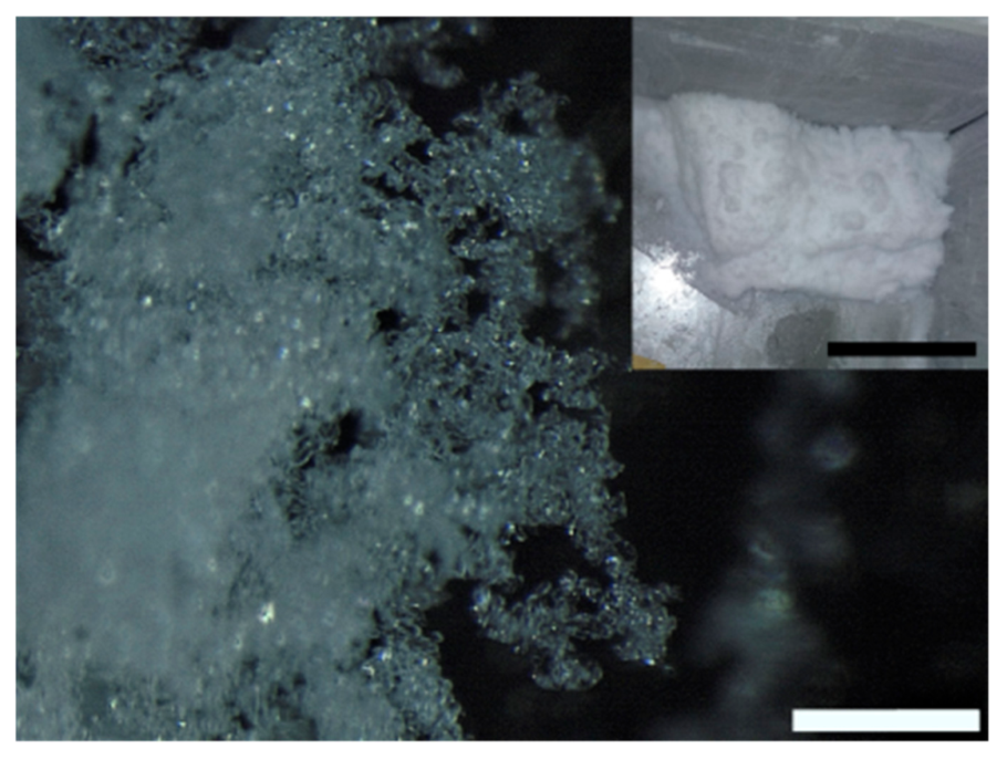Molecules 25 04458 g002