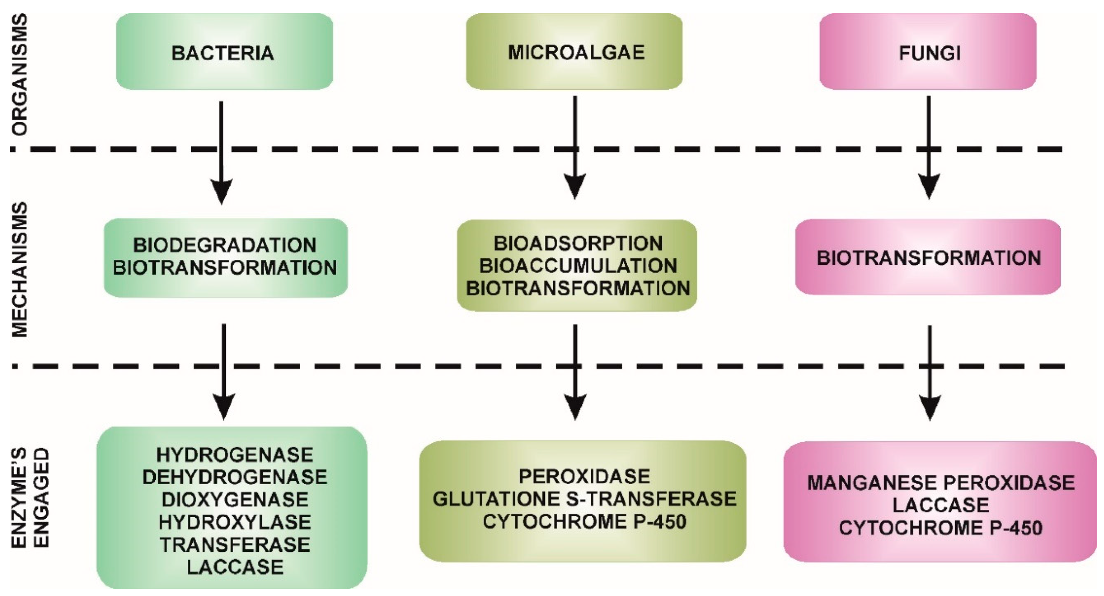 Molecules 25 04473 g001