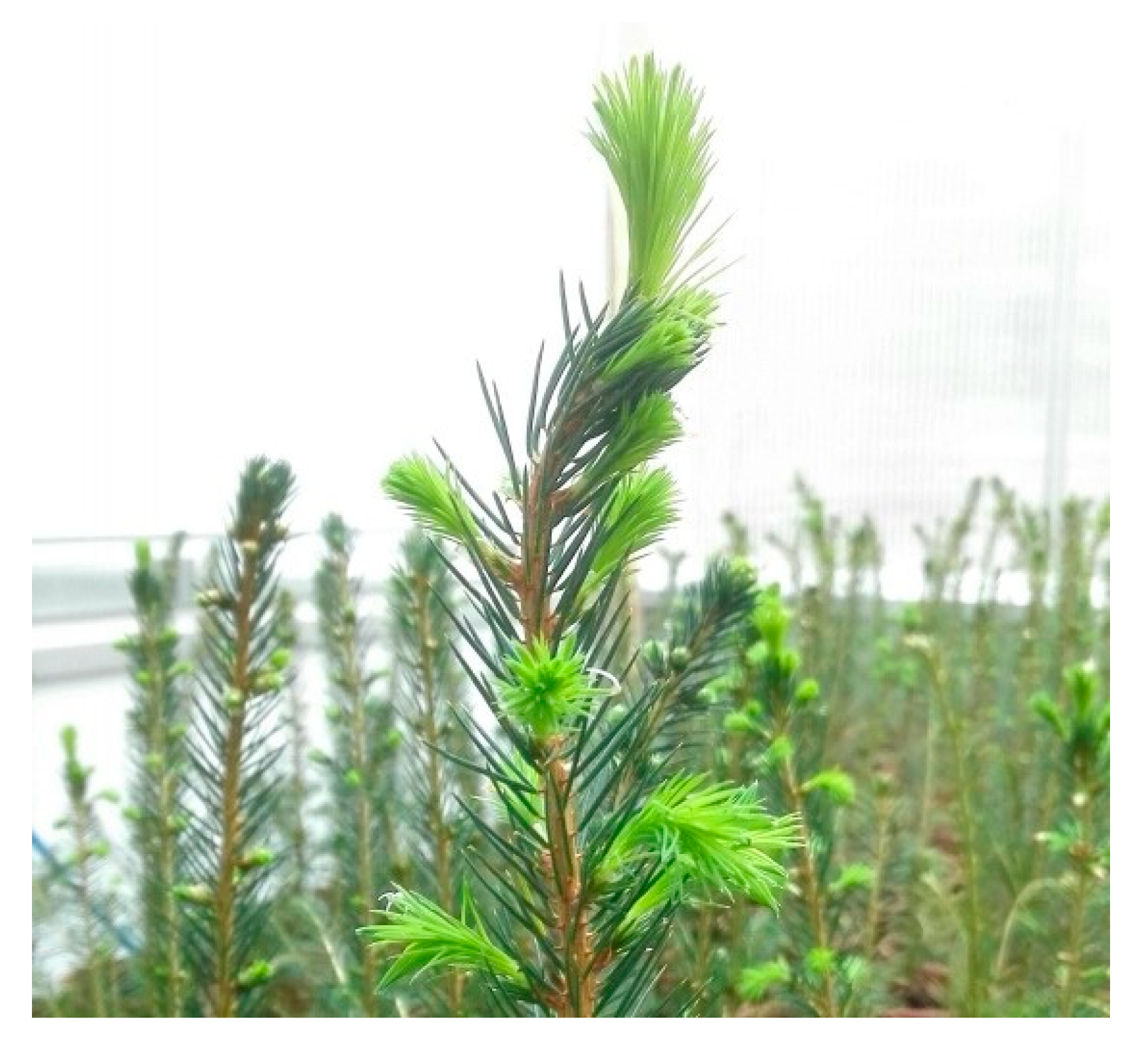 Molecules 25 04558 g003 Molecules 25 04558 g003