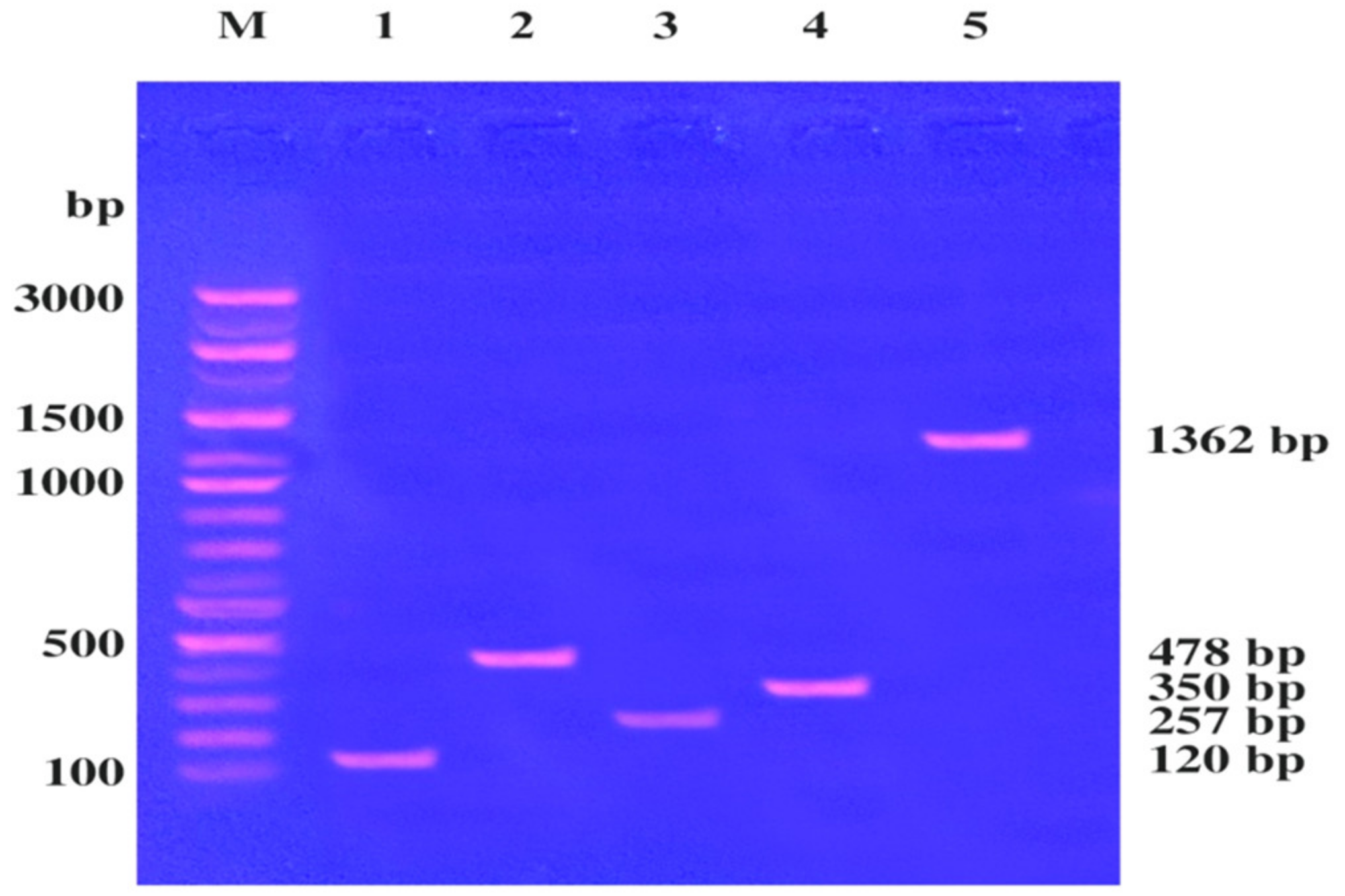 Molecules Free Full Text Inhibition Of Staphylococcus Aureus Lc 5541 By Moringa Oleifera Seed Extract Either Singly Or In Combination With Antibiotics Html