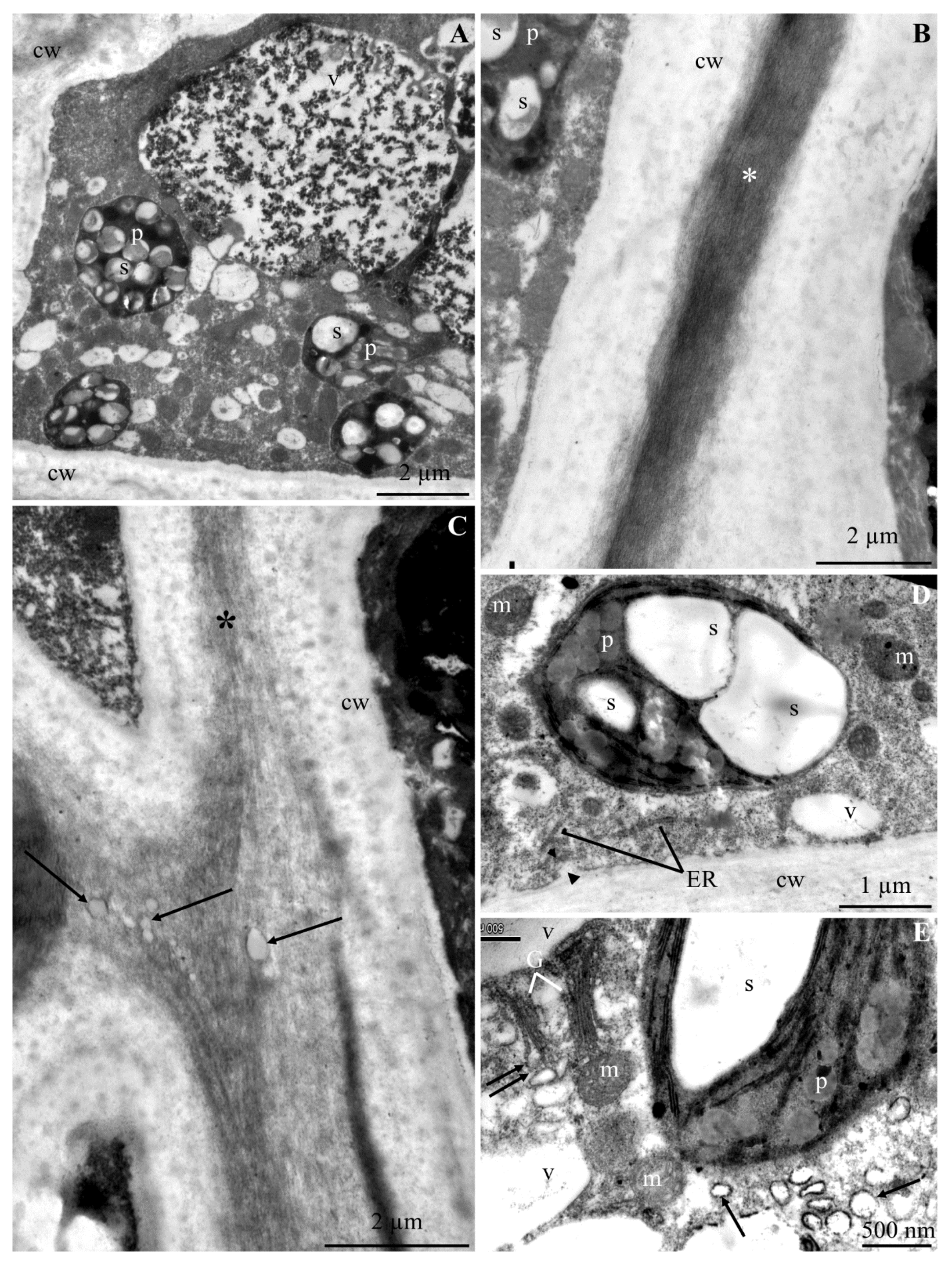 Molecules 25 04622 g006 Molecules 25 04622 g006