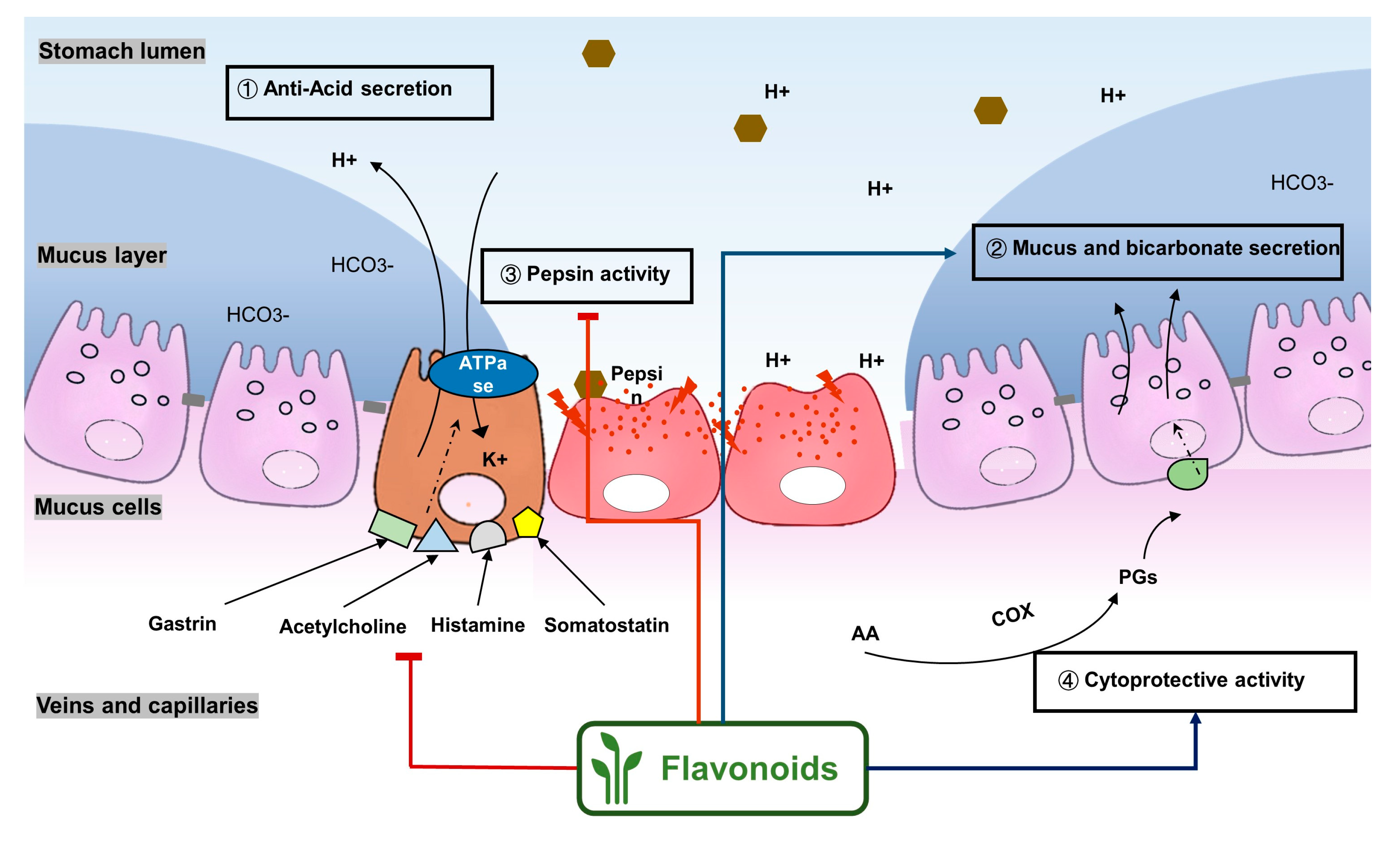 Molecules 25 04626 g003 Molecules 25 04626 g003