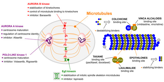 Mitotic Poisons in Research and Medicine