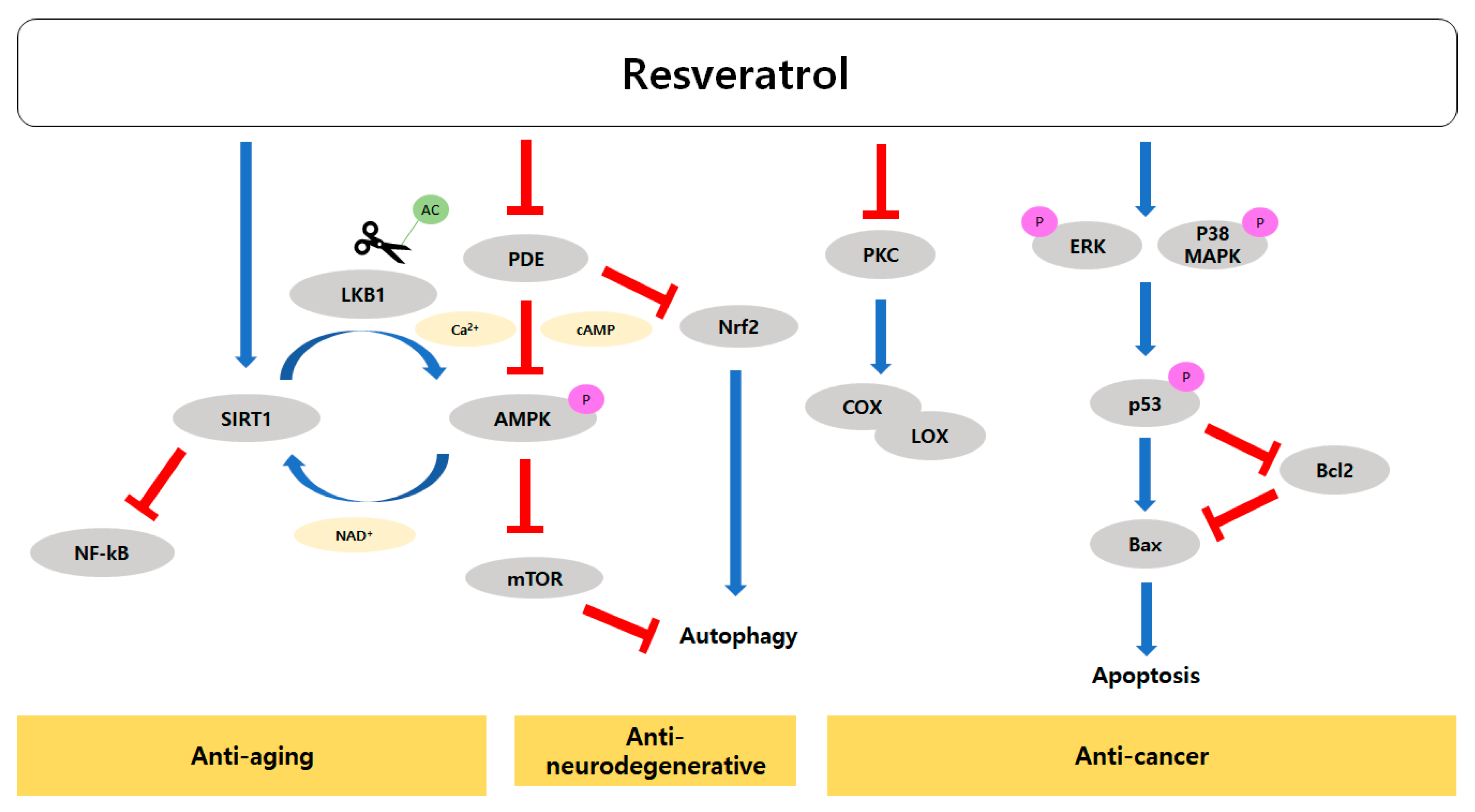 nucleotide și anti-îmbătrânire