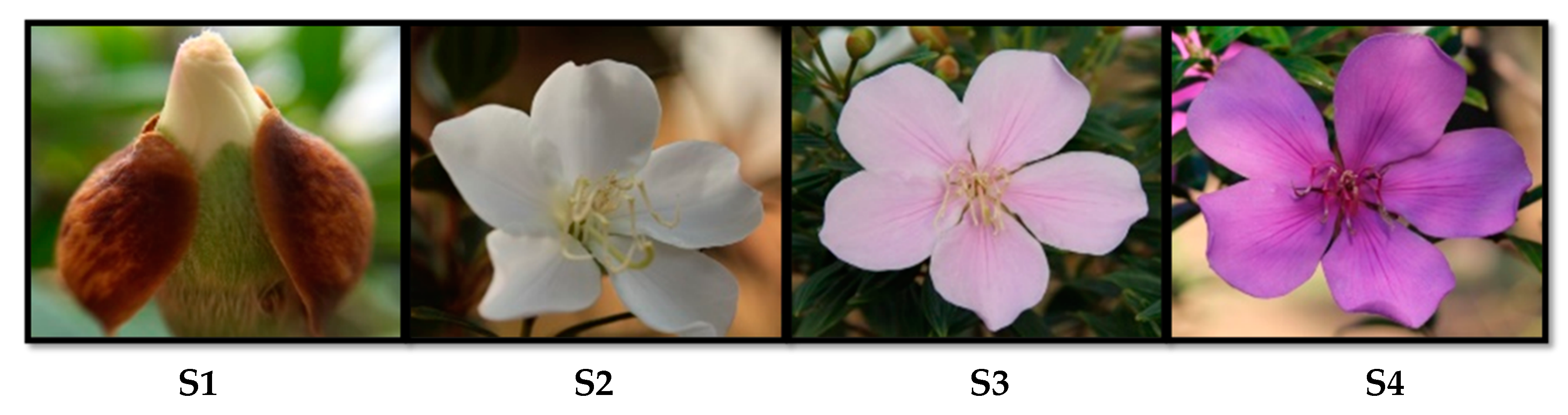 Molecules 25 04664 g001 Molecules 25 04664 g001