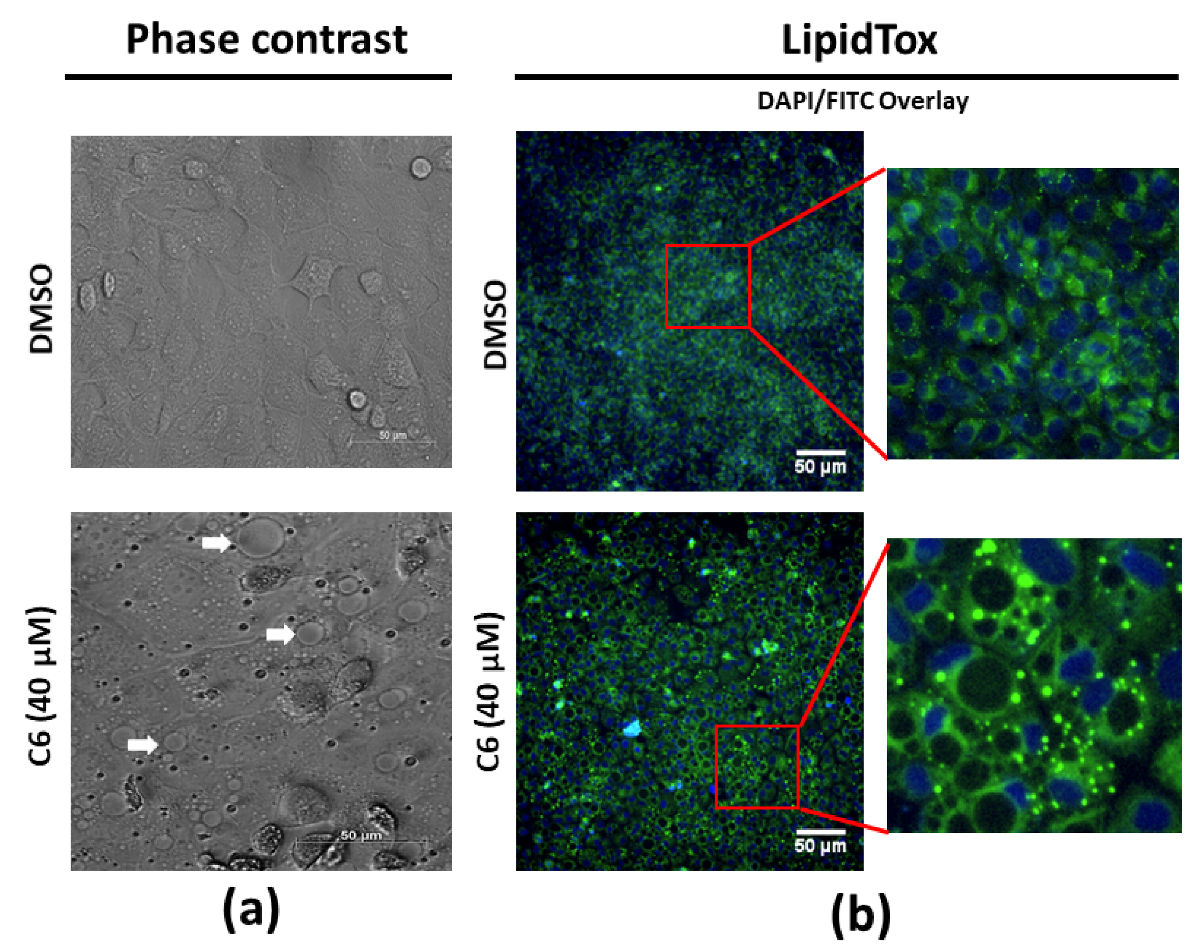 Molecules 25 04682 g008