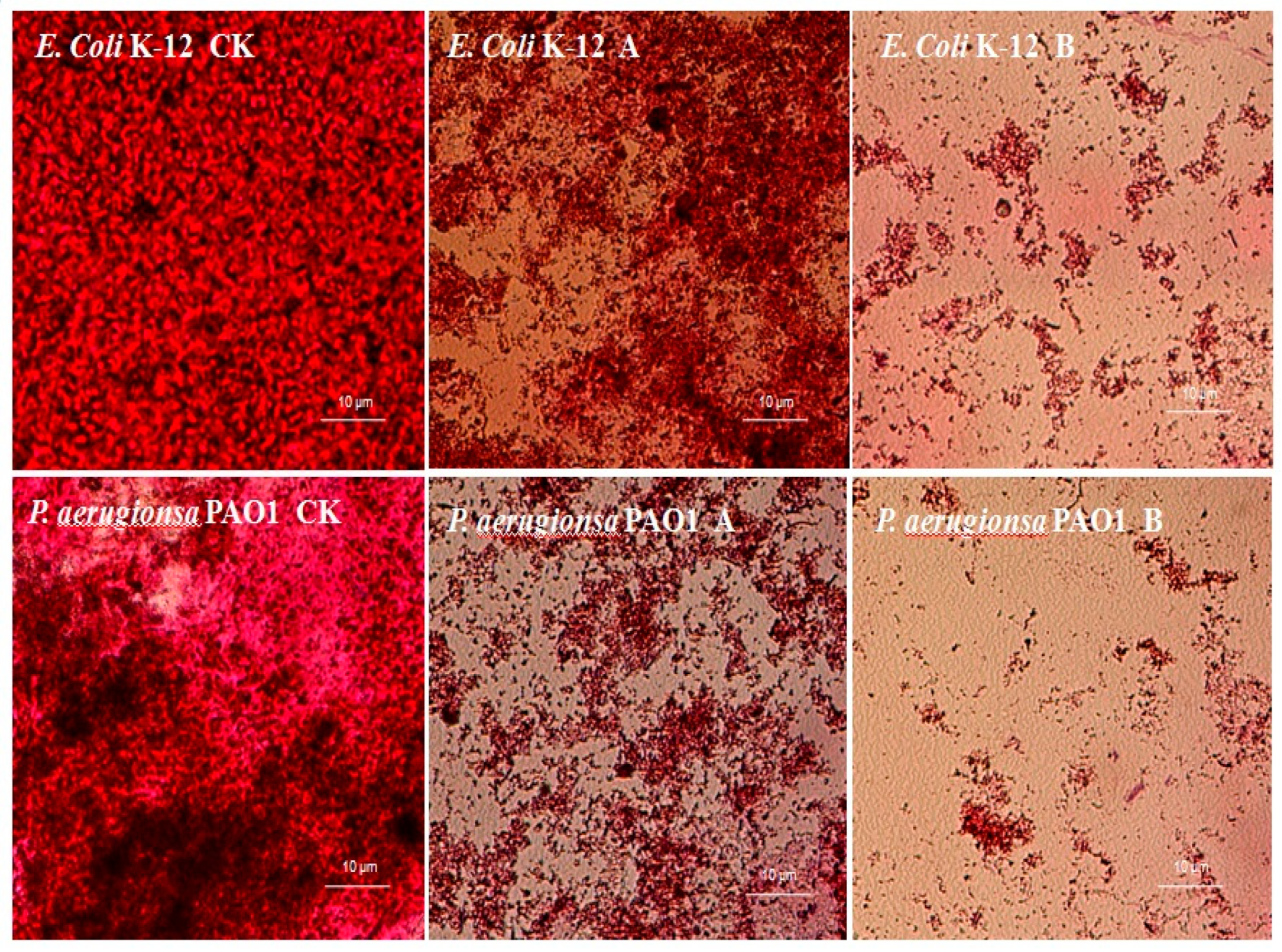 Molecules 25 04727 g005 Molecules 25 04727 g005