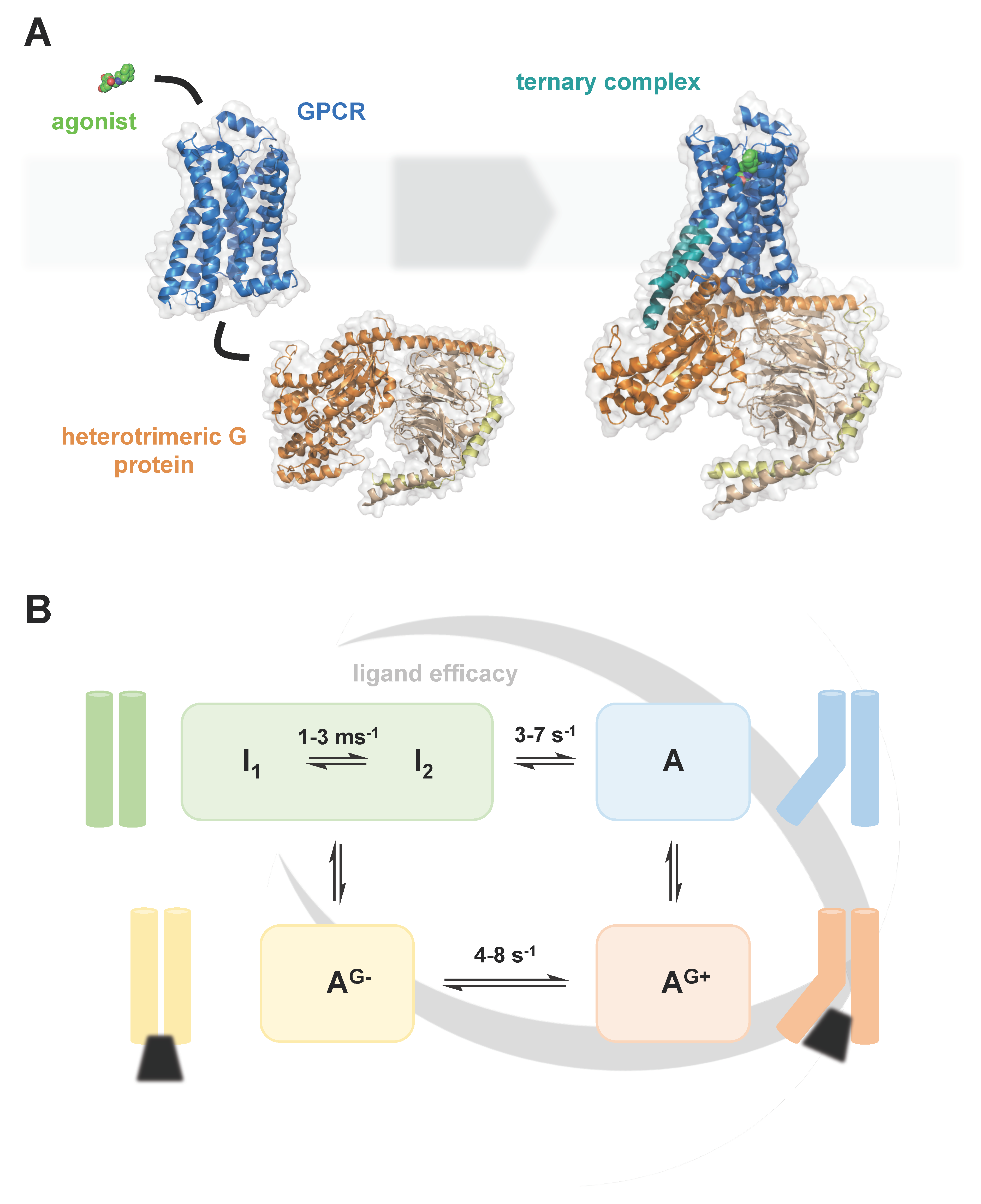 Molecules Free Full-Text Structure and Dynamics of GPCRs in Lipid Membranes Physical Principles and Experimental Approaches