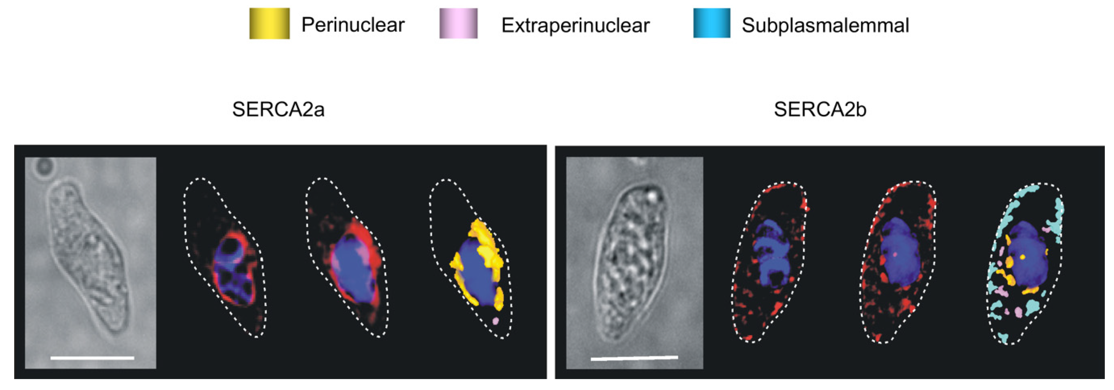 Molecules 25 04768 g006