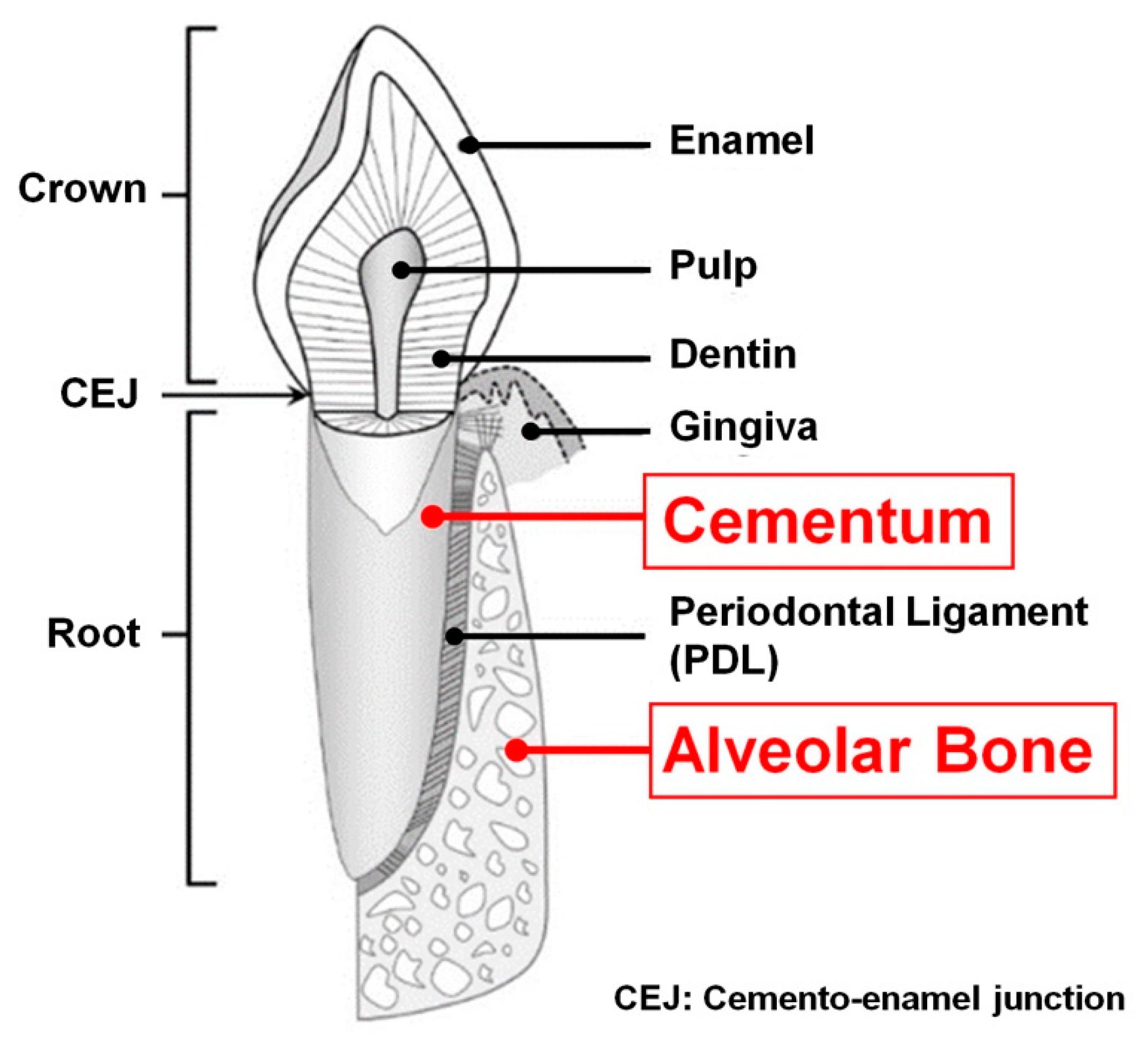 Molecules Free Full Text Tooth Supporting Hard Tissue Regeneration Using Biopolymeric Material Fabrication Strategies Html