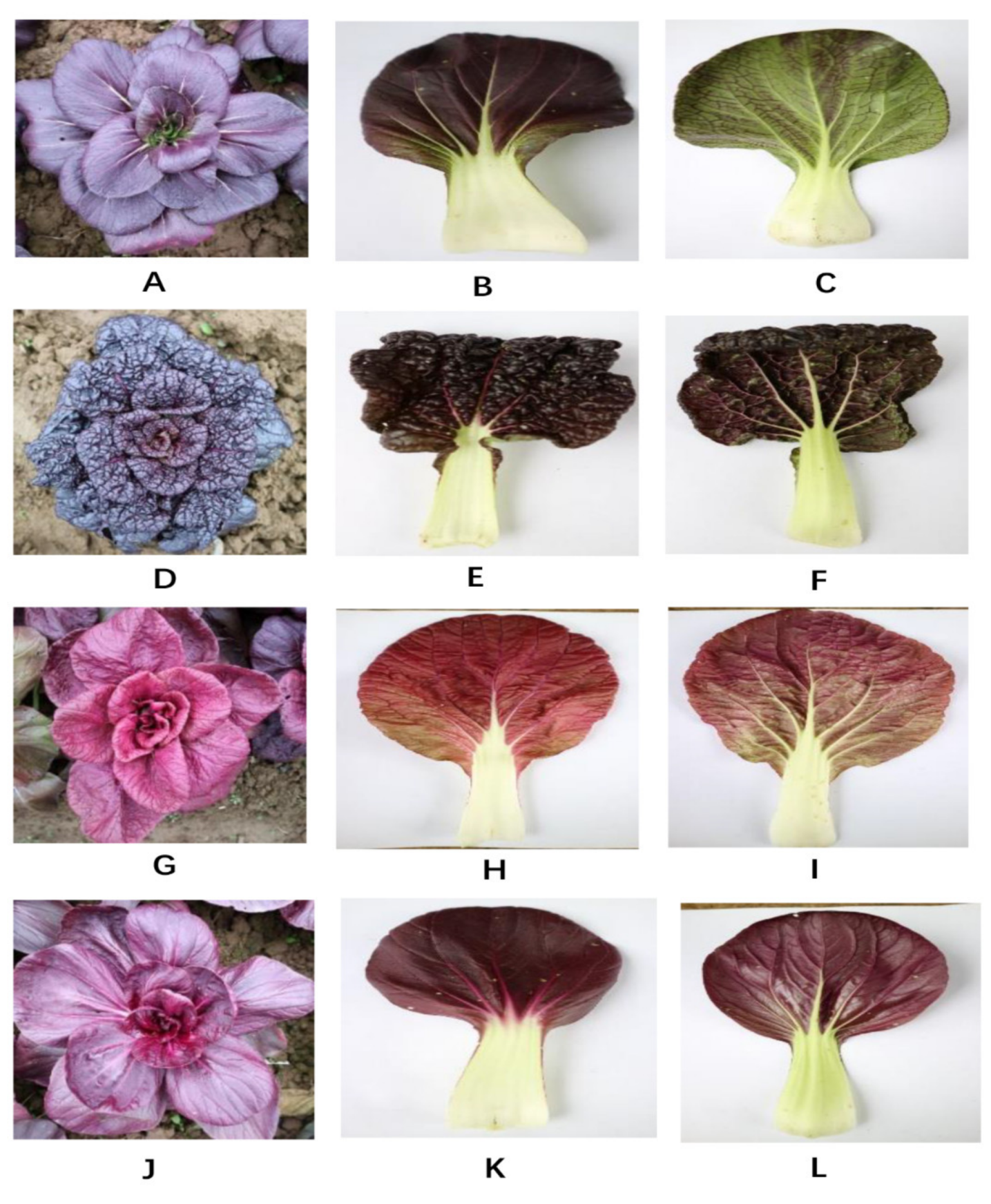 Molecules 25 04809 g005 Molecules 25 04809 g005