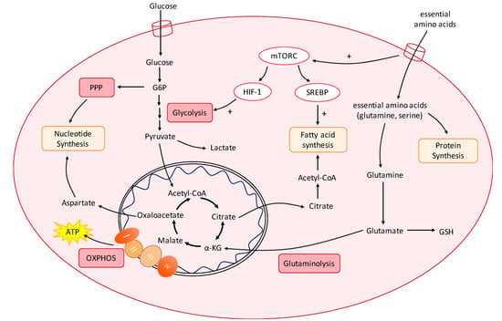 Acetate Metabolism in Physiology, Cancer, and Beyond: Trends in Cell Biology