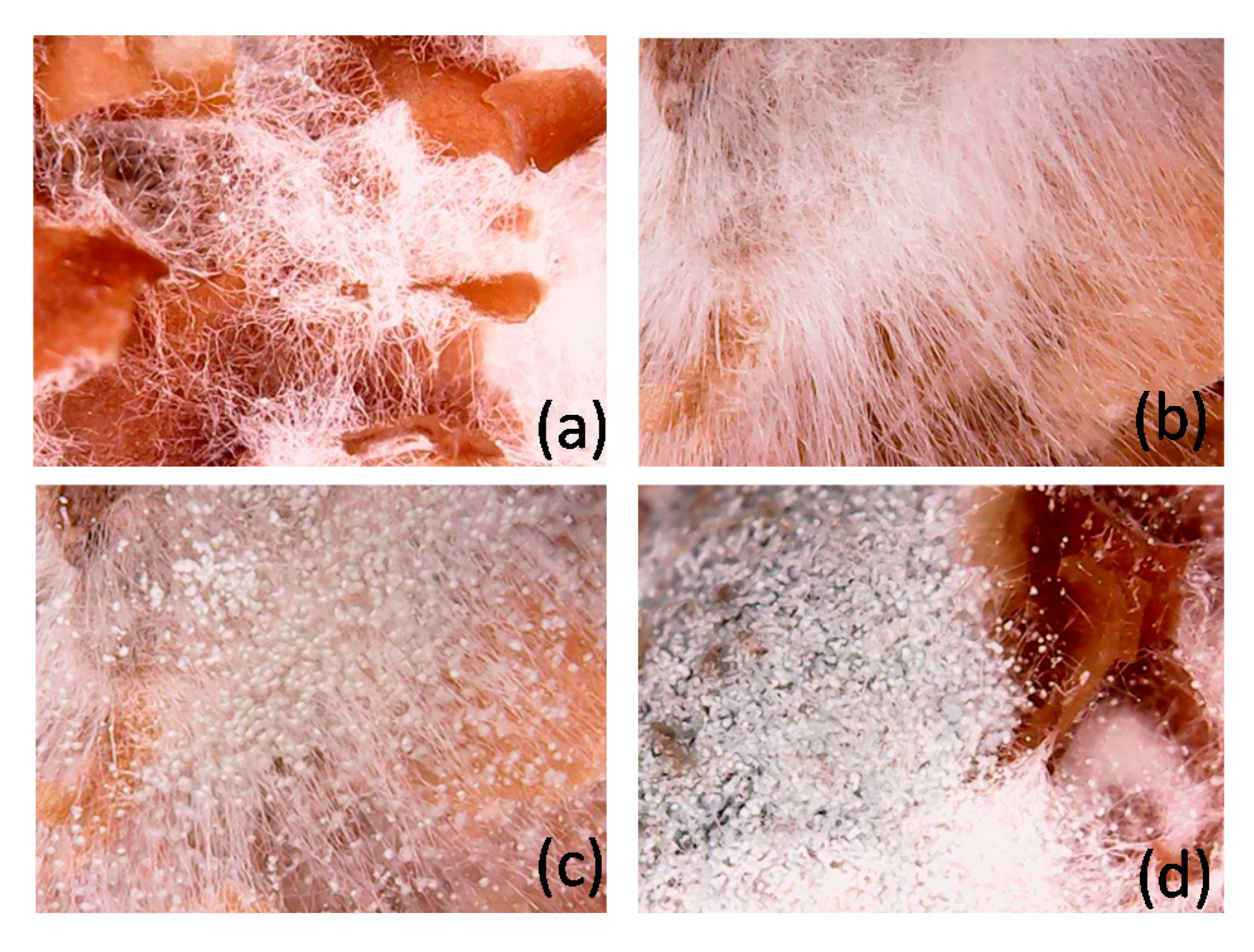 Molecules 25 04832 g006 Molecules 25 04832 g006