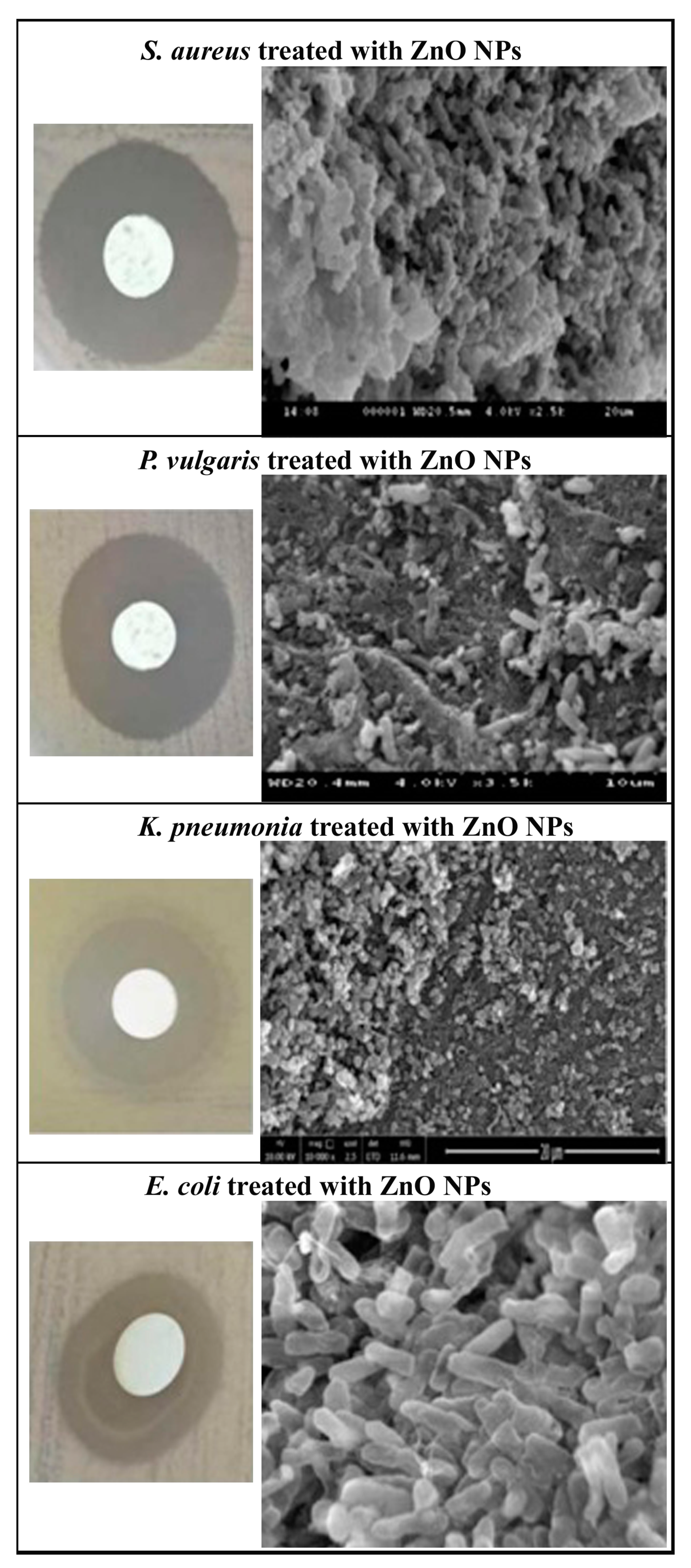 Molecules 25 04896 g005
