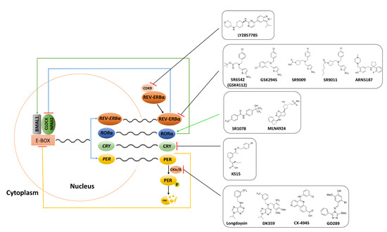 Molecules Free Full Text Small Molecules Targeting Biological Clock A Novel Prospective For Anti Cancer Drugs Html