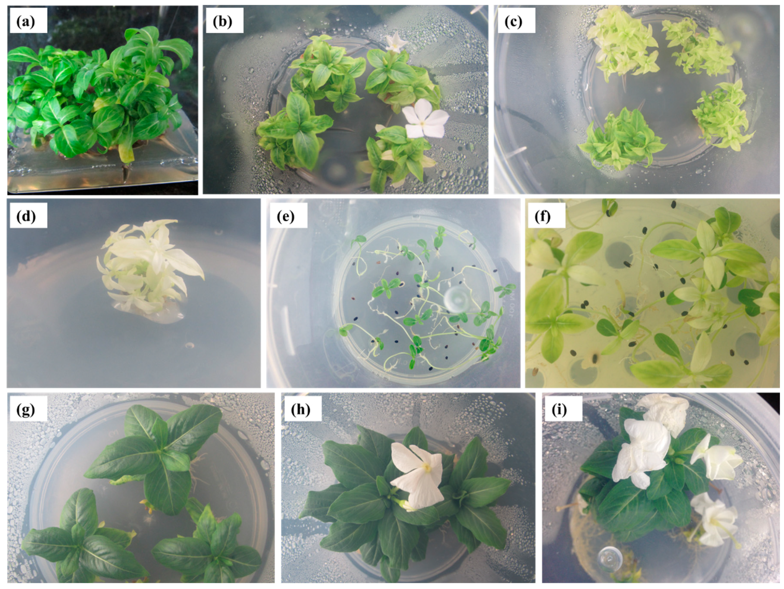Molecules 25 04945 g001 Molecules 25 04945 g001