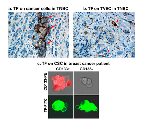 Current Targets and Bioconjugation Strategies in