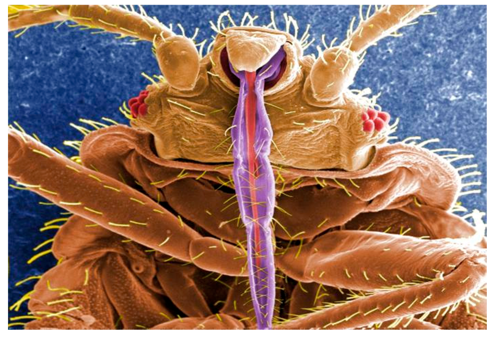 Molecules 25 05014 i006 Molecules 25 05014 i006