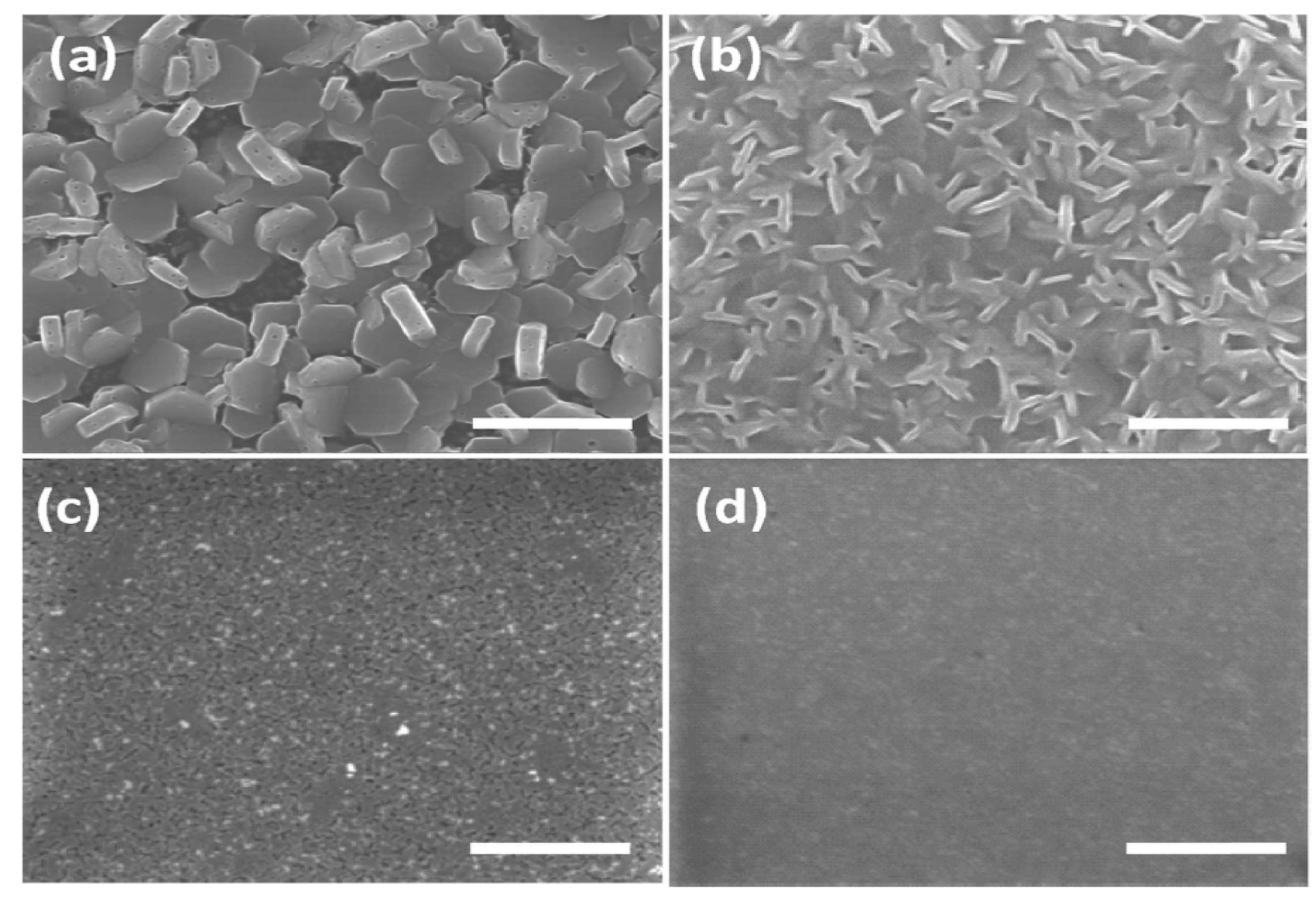 Molecules 25 05039 g012 Molecules 25 05039 g012