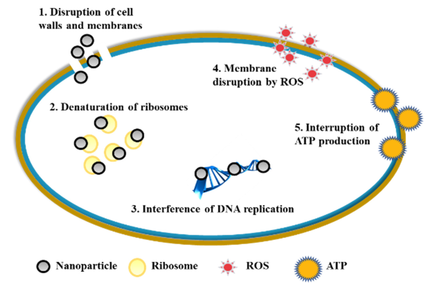 Molecules 25 05047 g001 Molecules 25 05047 g001