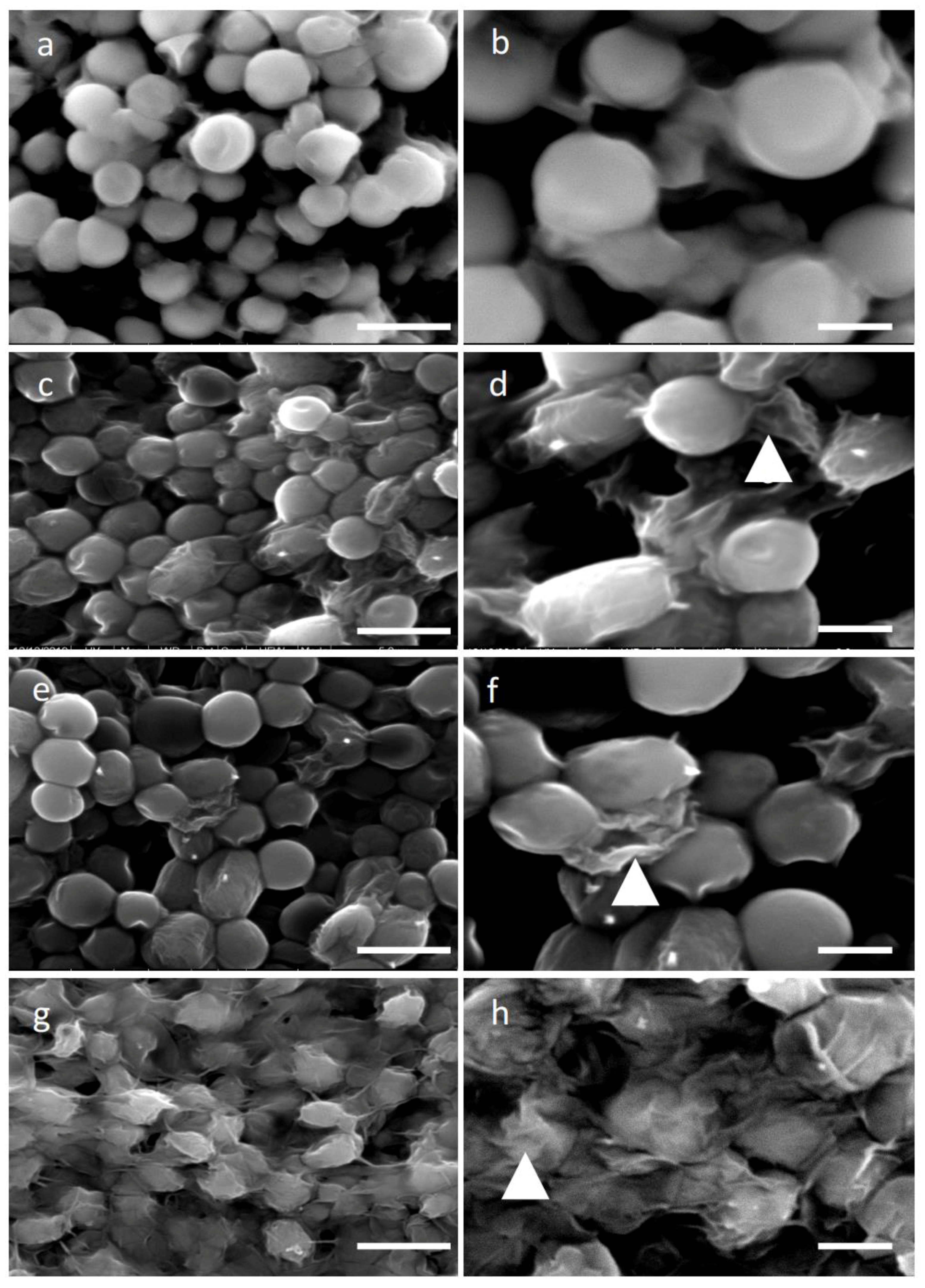Molecules 25 05068 g001