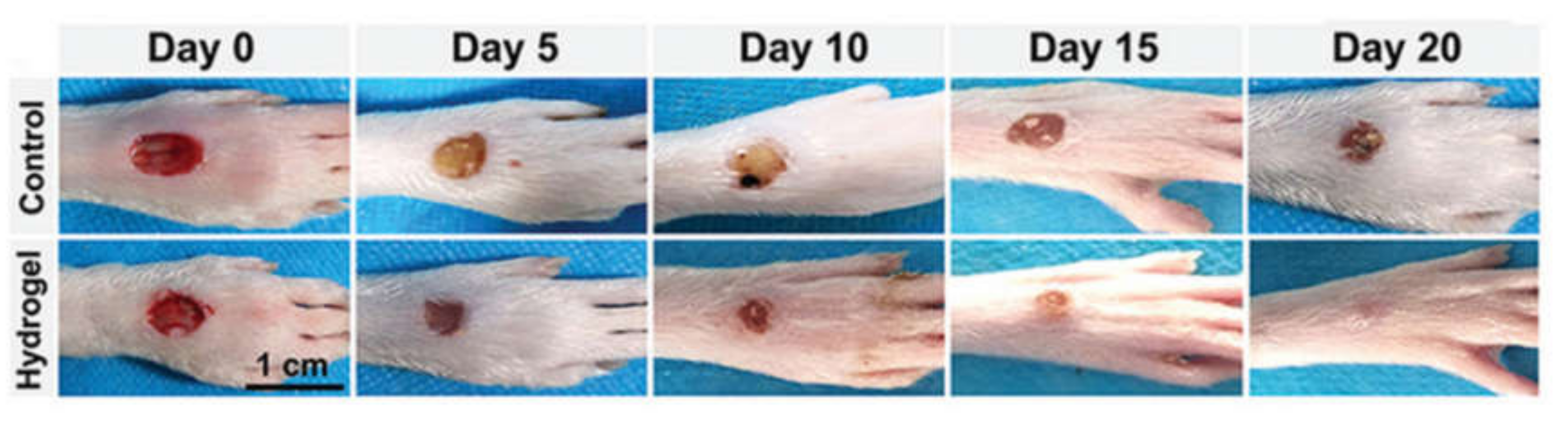 Molecules 25 05296 g008 Molecules 25 05296 g008