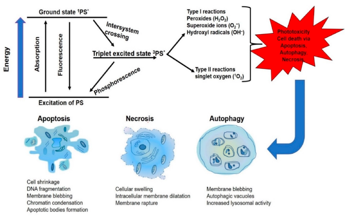 Molecules 25 05308 g002