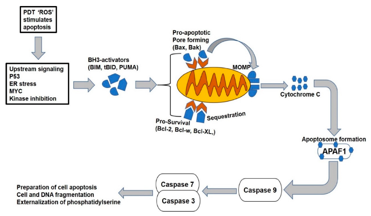 Molecules 25 05308 g003
